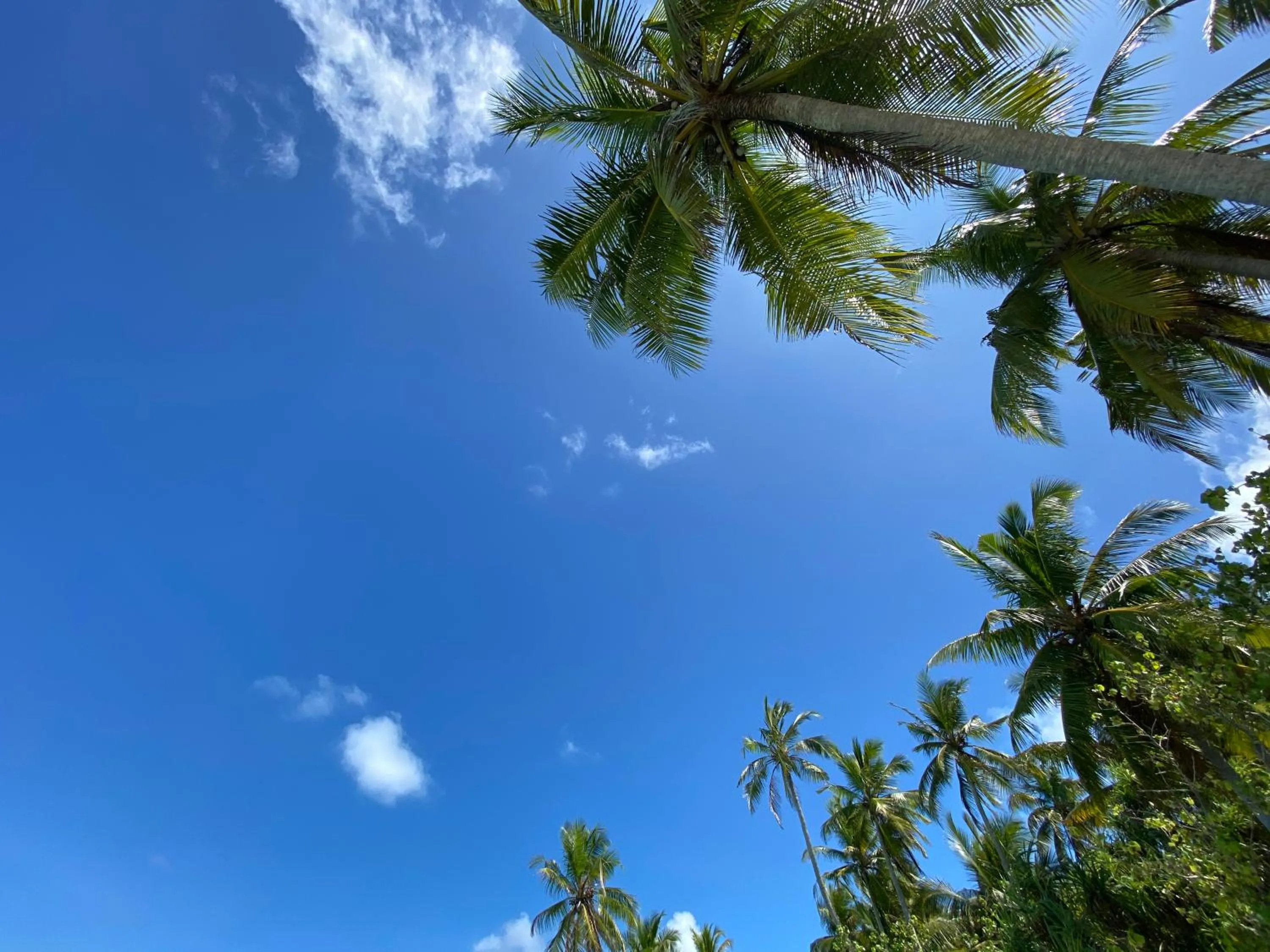 Natural landscape in Alimas Holiday Retreat Maldives