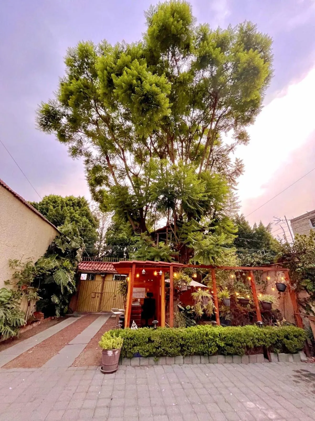 Garden in Casita del Árbol