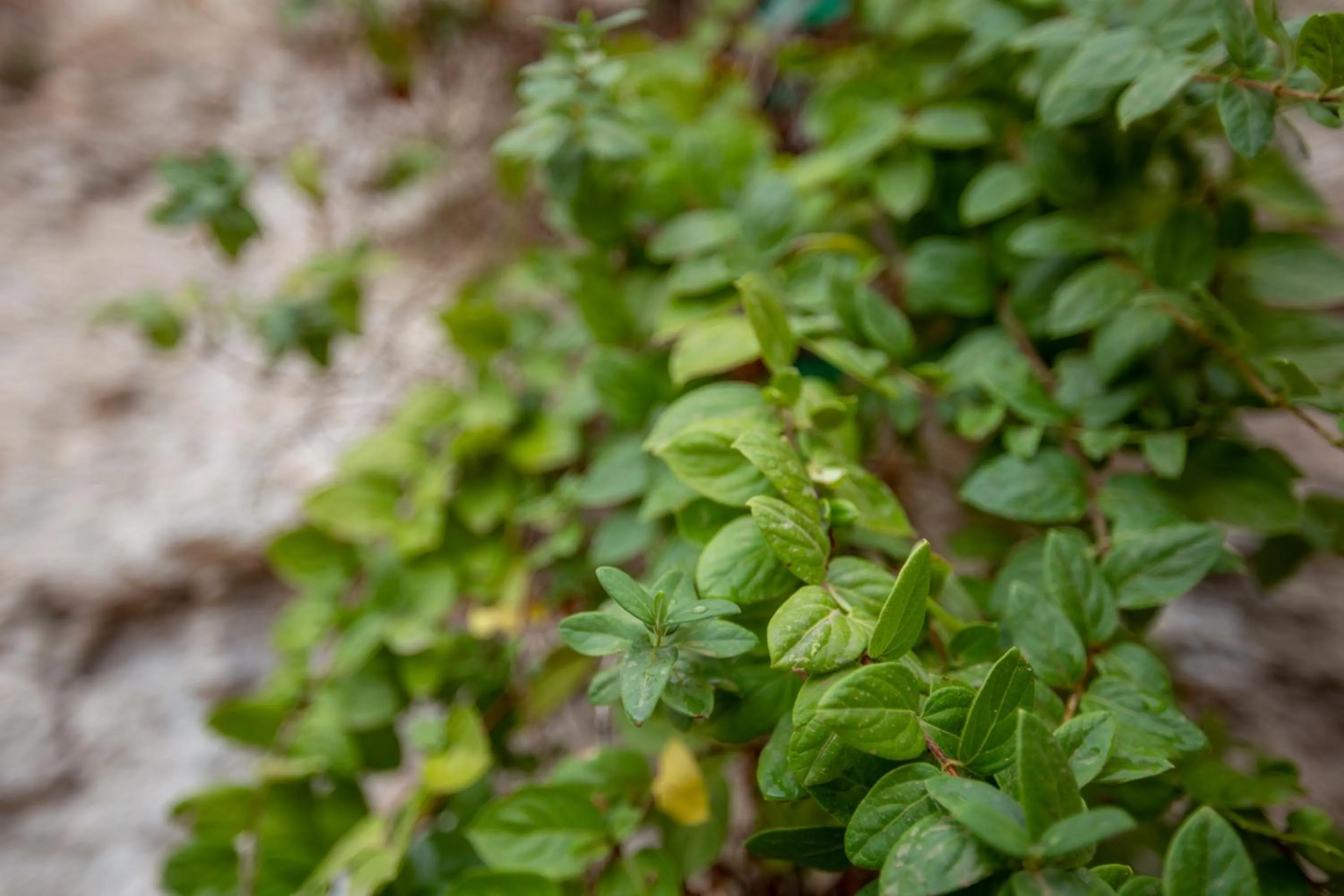 Natural landscape in Hotel Poeta Jorge Manrique