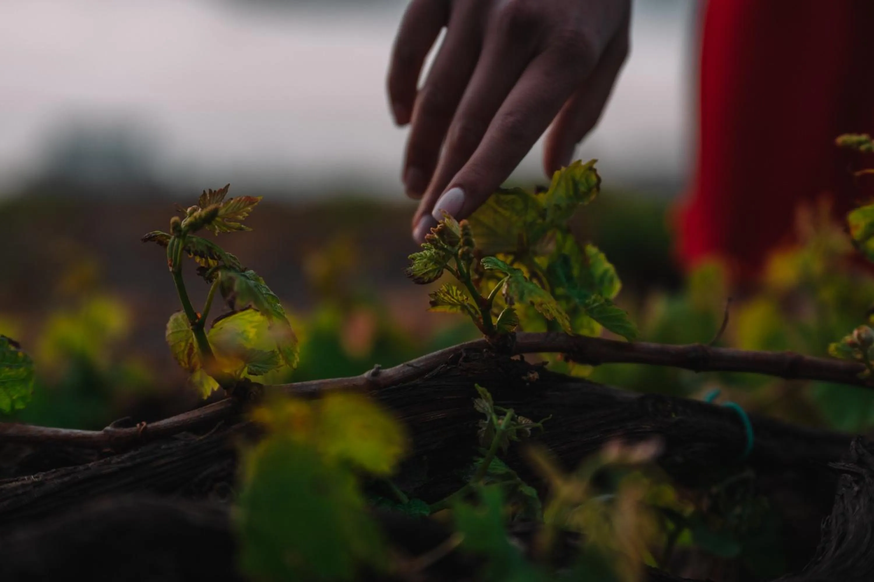 Activities in Nelya Suites