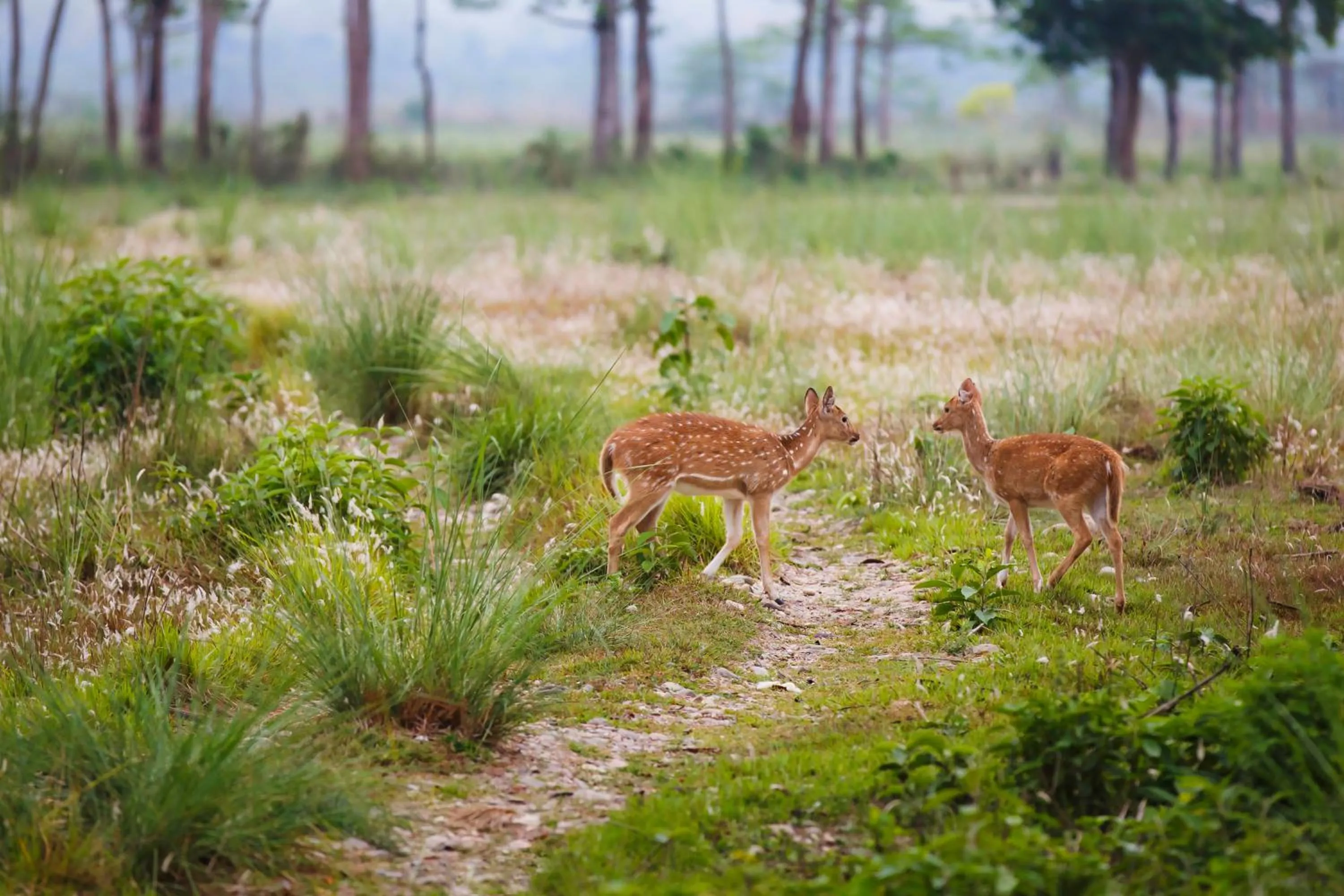 Activities in Green Mansions Jungle Resort