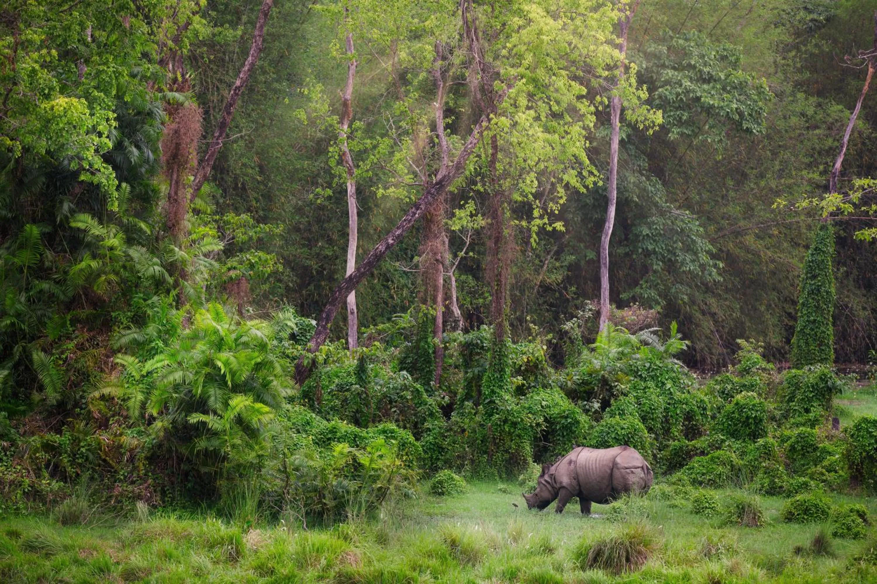 Natural landscape in Green Mansions Jungle Resort