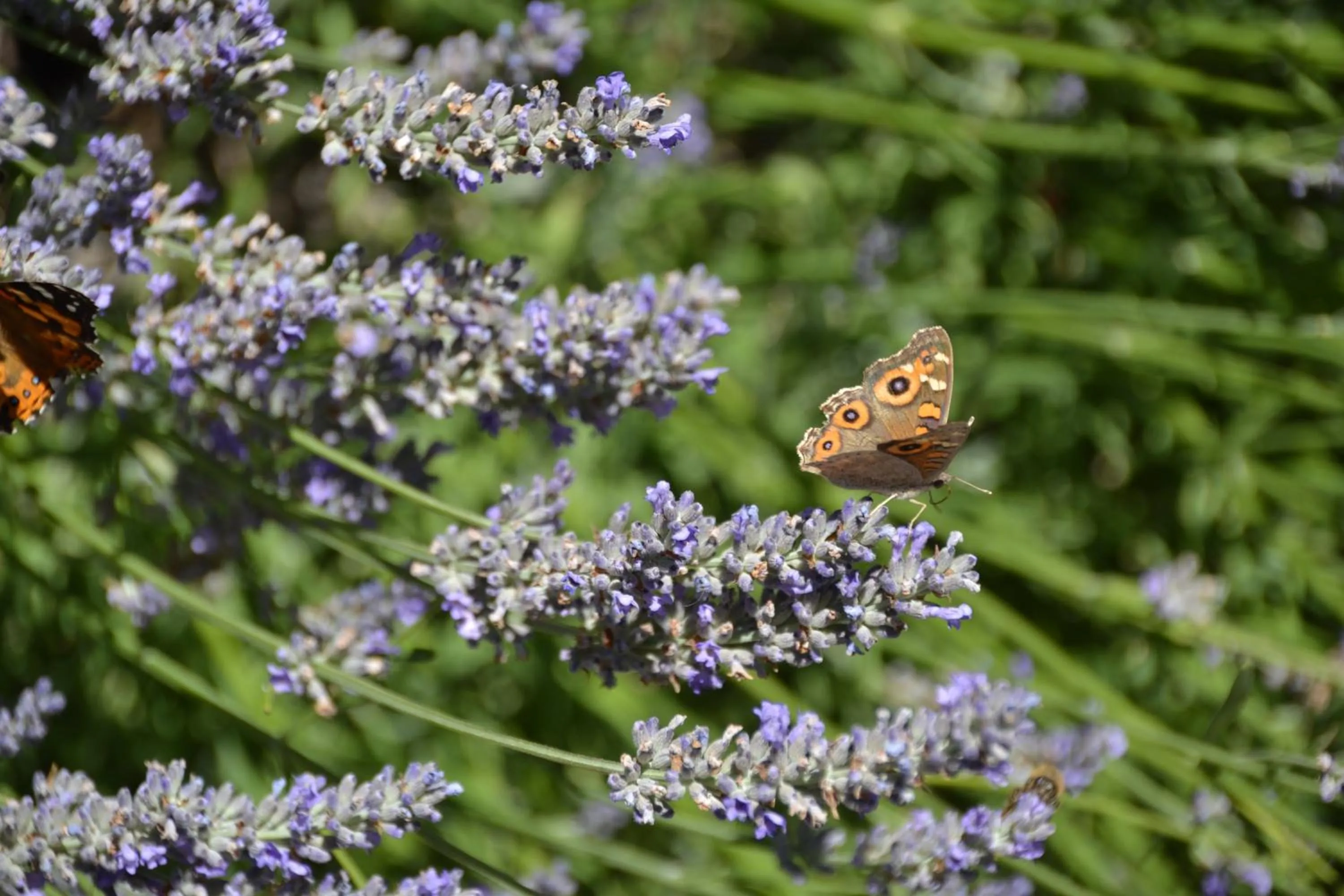 Animals in Avoca Cottages VICTORIA