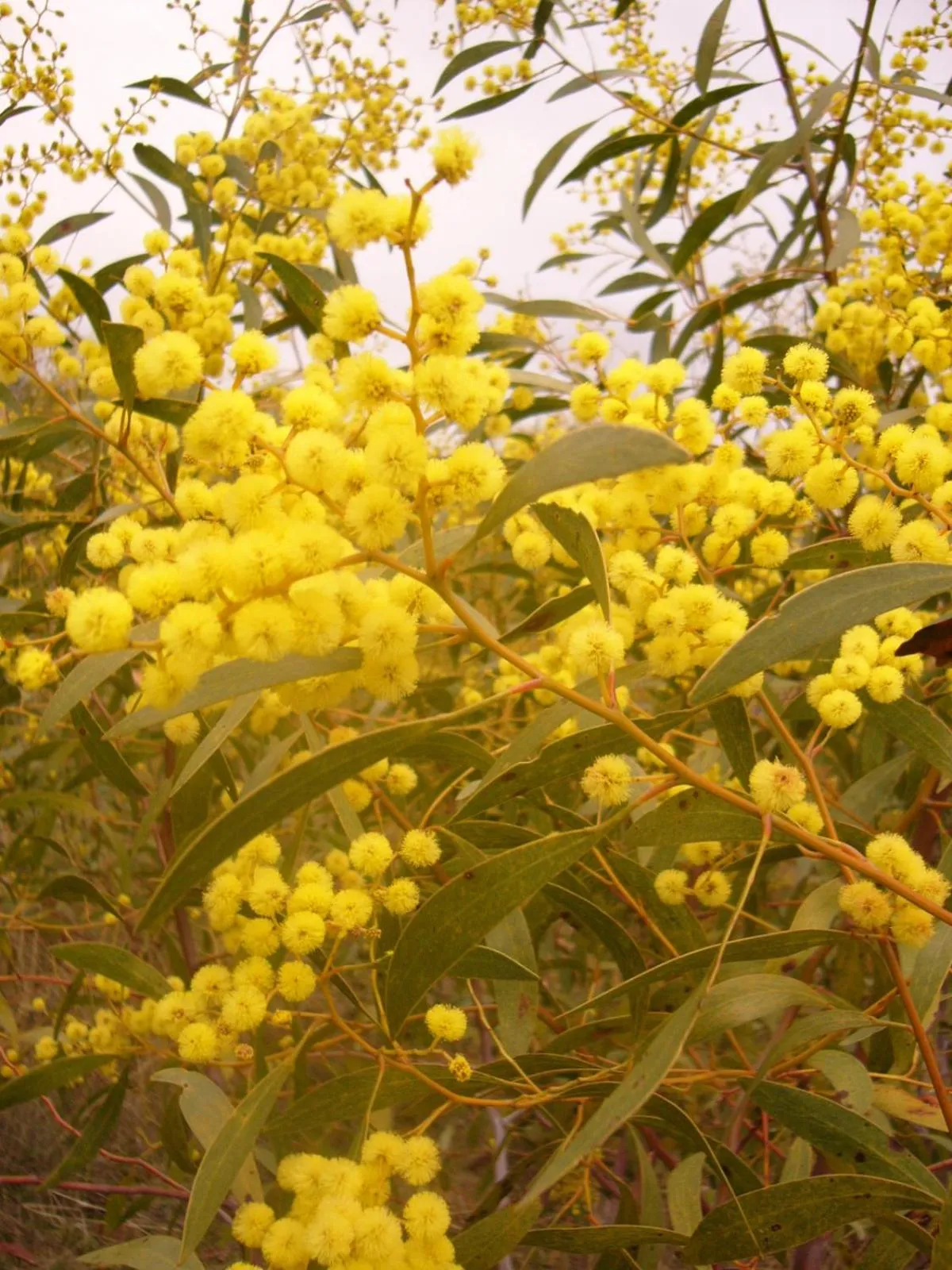 Garden in Avoca Cottages VICTORIA