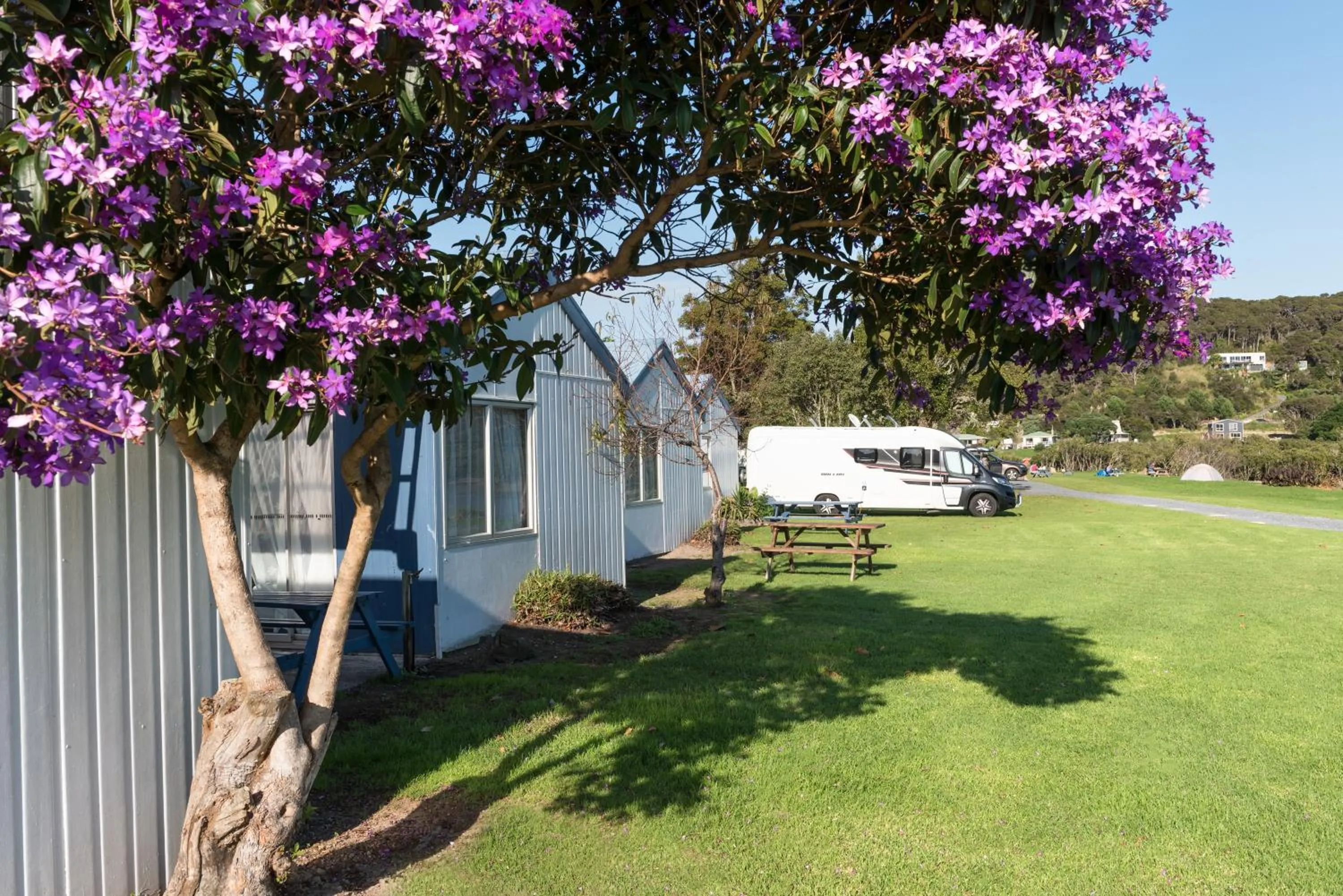Natural landscape in Waitangi Holiday Park