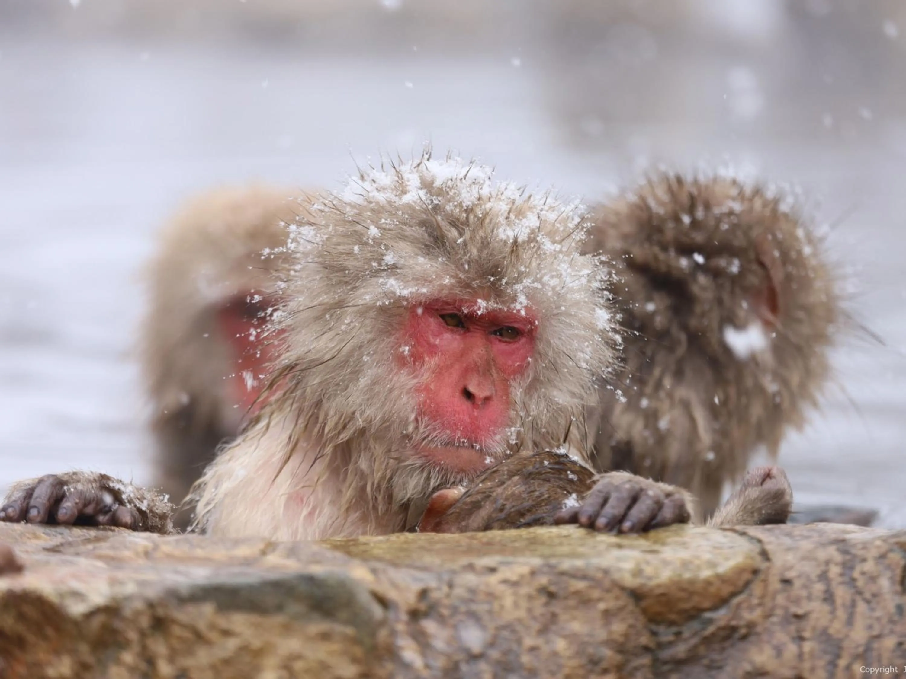Nearby landmark in Shigakogen Prince Hotel