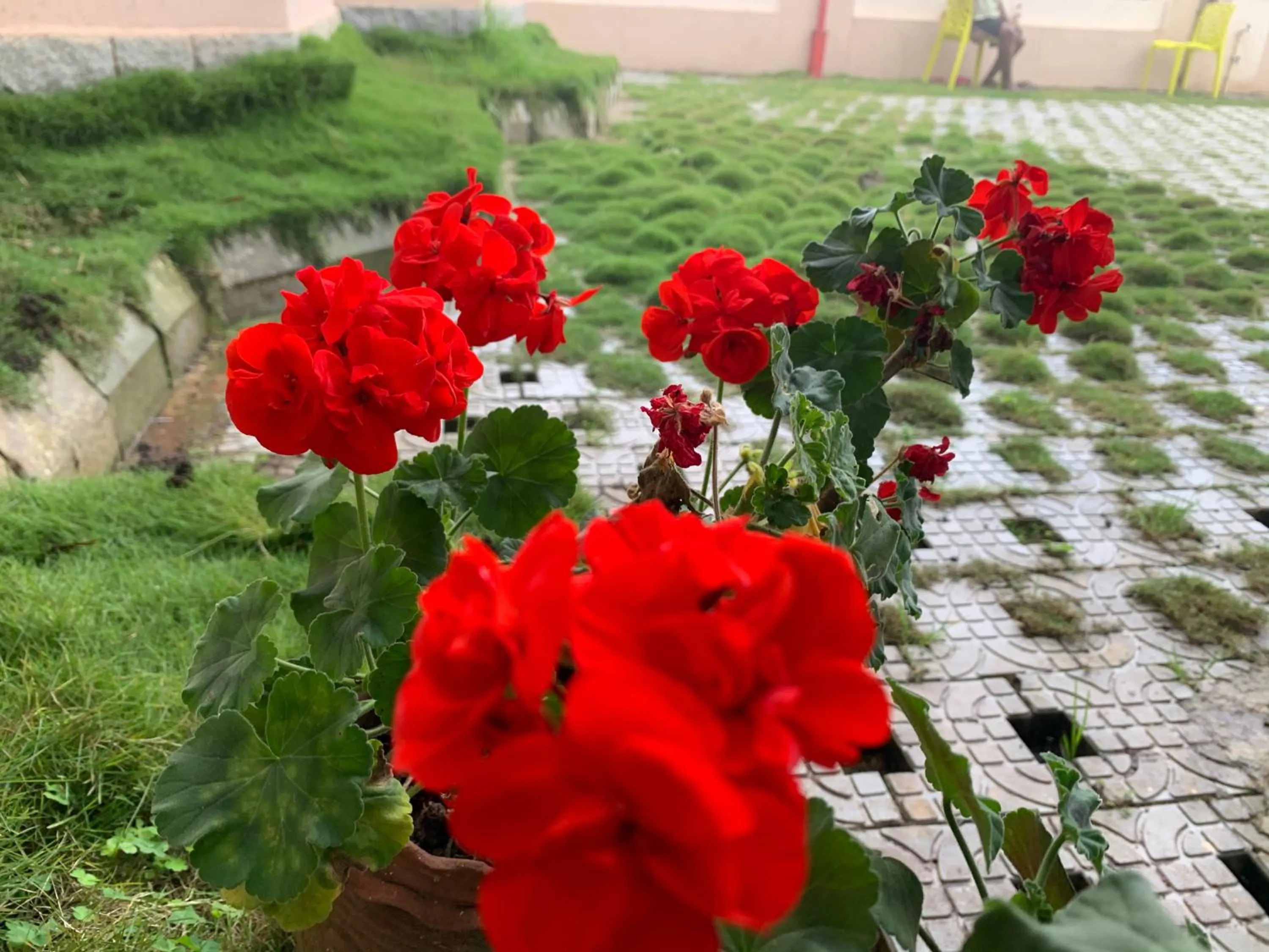 Garden in Bogar Palace Kodaikanal