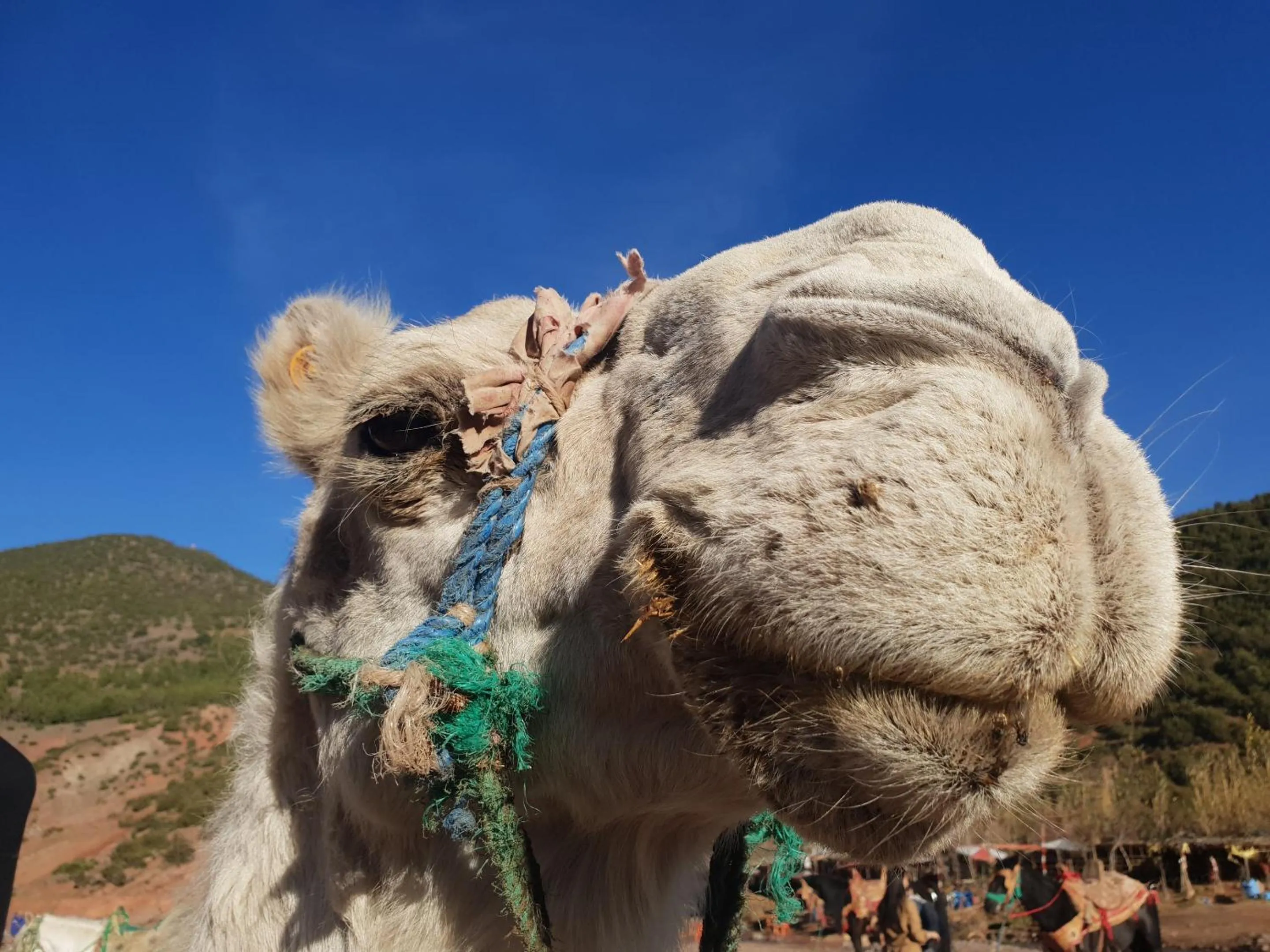 Activities in Kasbah Africa - High Atlas Dark Sky & Nature Lodge