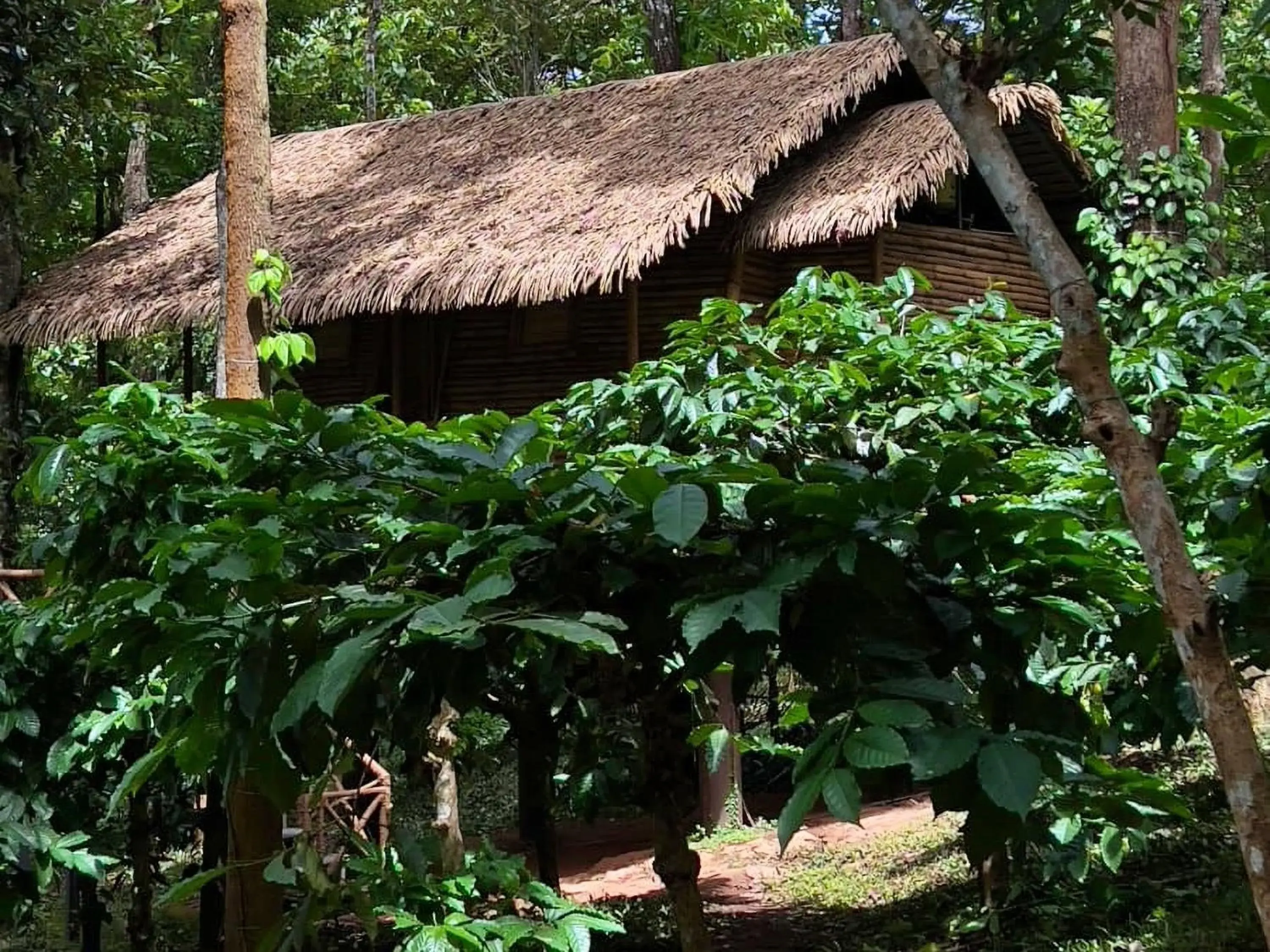 Property building in Adrak Mountain Mist Forest Resort Property building in Adrak Mountain Mist Forest Resort
