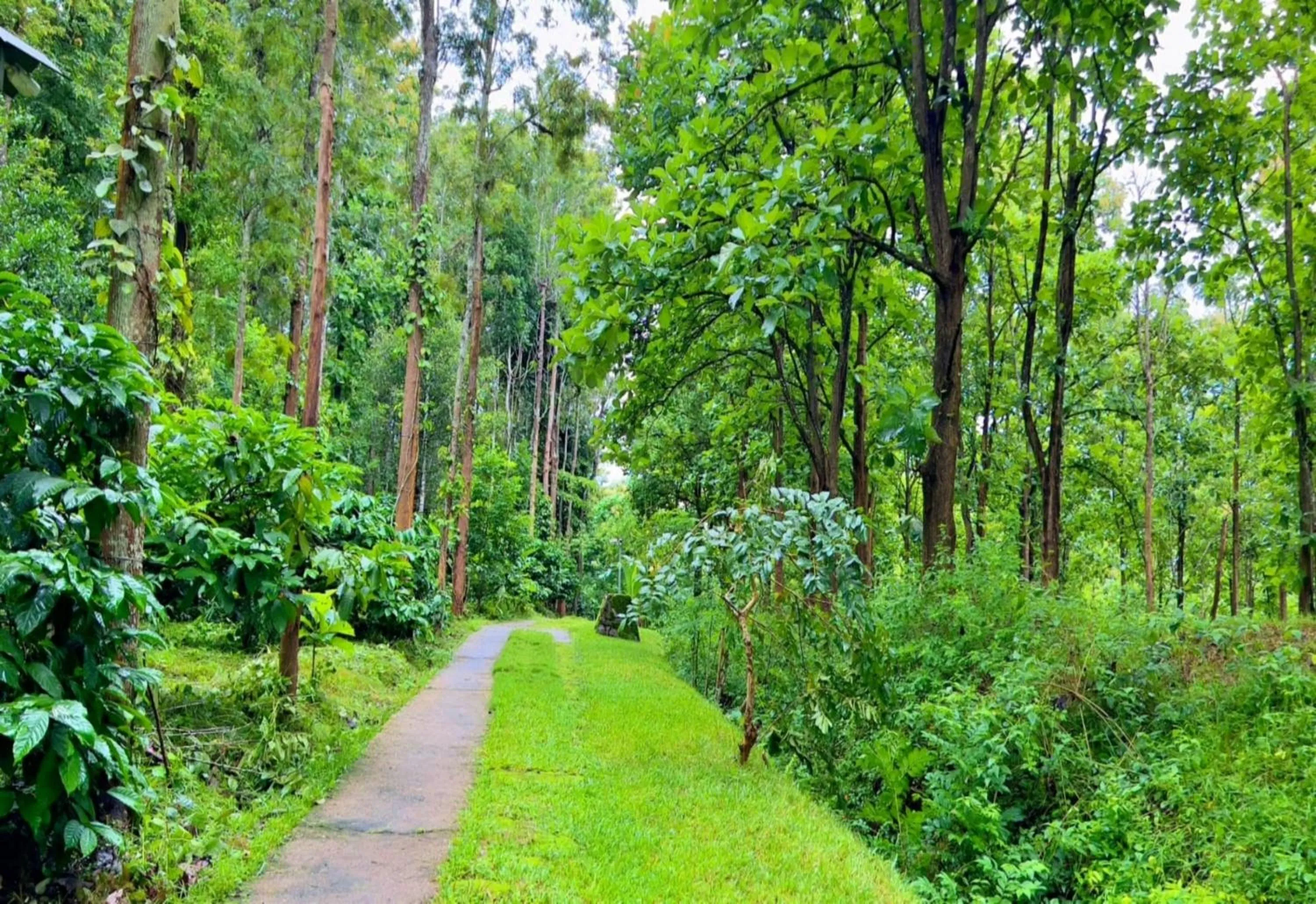 Natural landscape in Adrak Mountain Mist Forest Resort