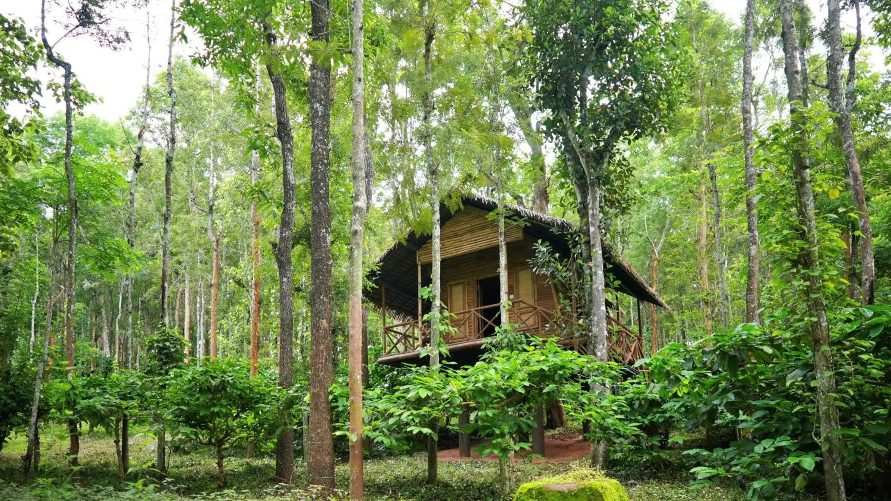 Property building in Adrak Mountain Mist Forest Resort Property building in Adrak Mountain Mist Forest Resort