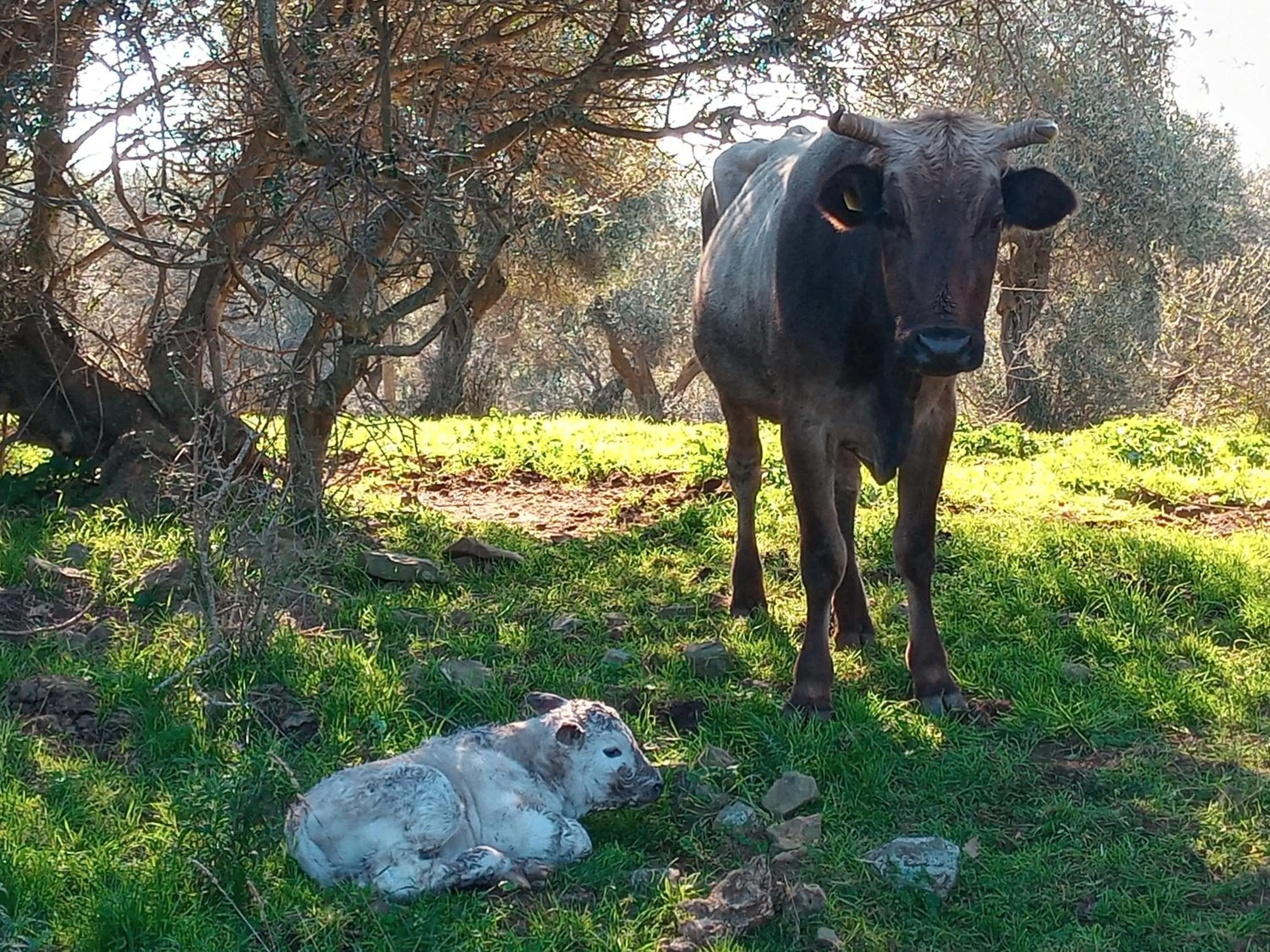 Animals in Agriturismo Porta al Colle