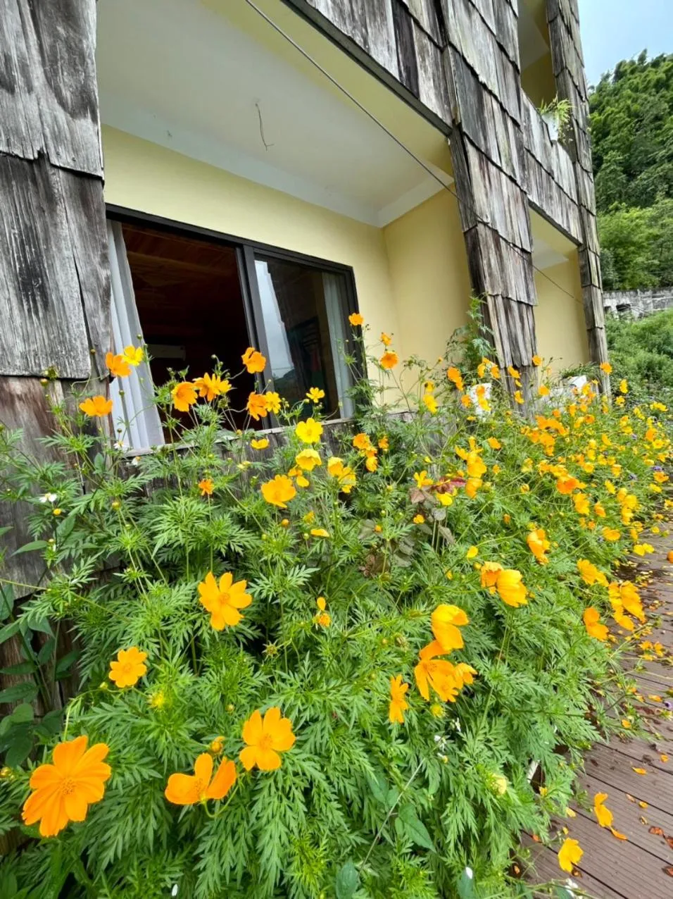 Garden view in Arista Homestay