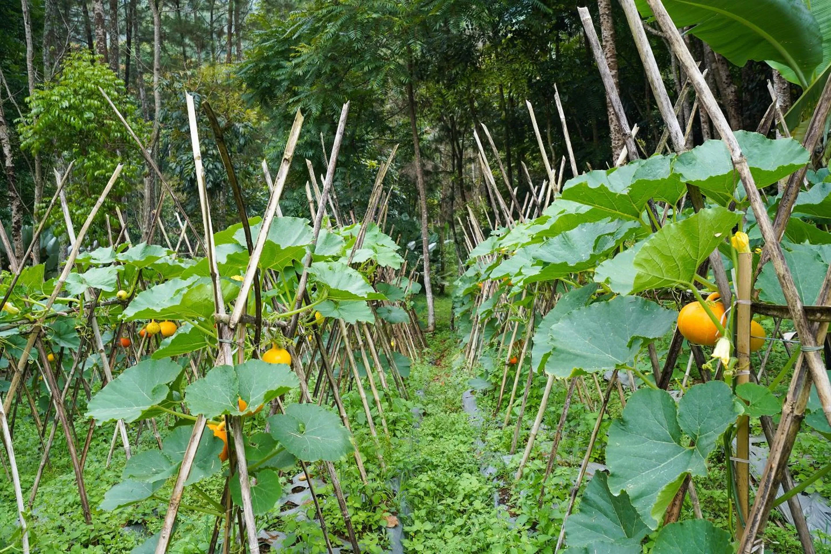 Other in OYO Homes 91006 Eco Tourism Desa Cibodas Areng 5 Syariah