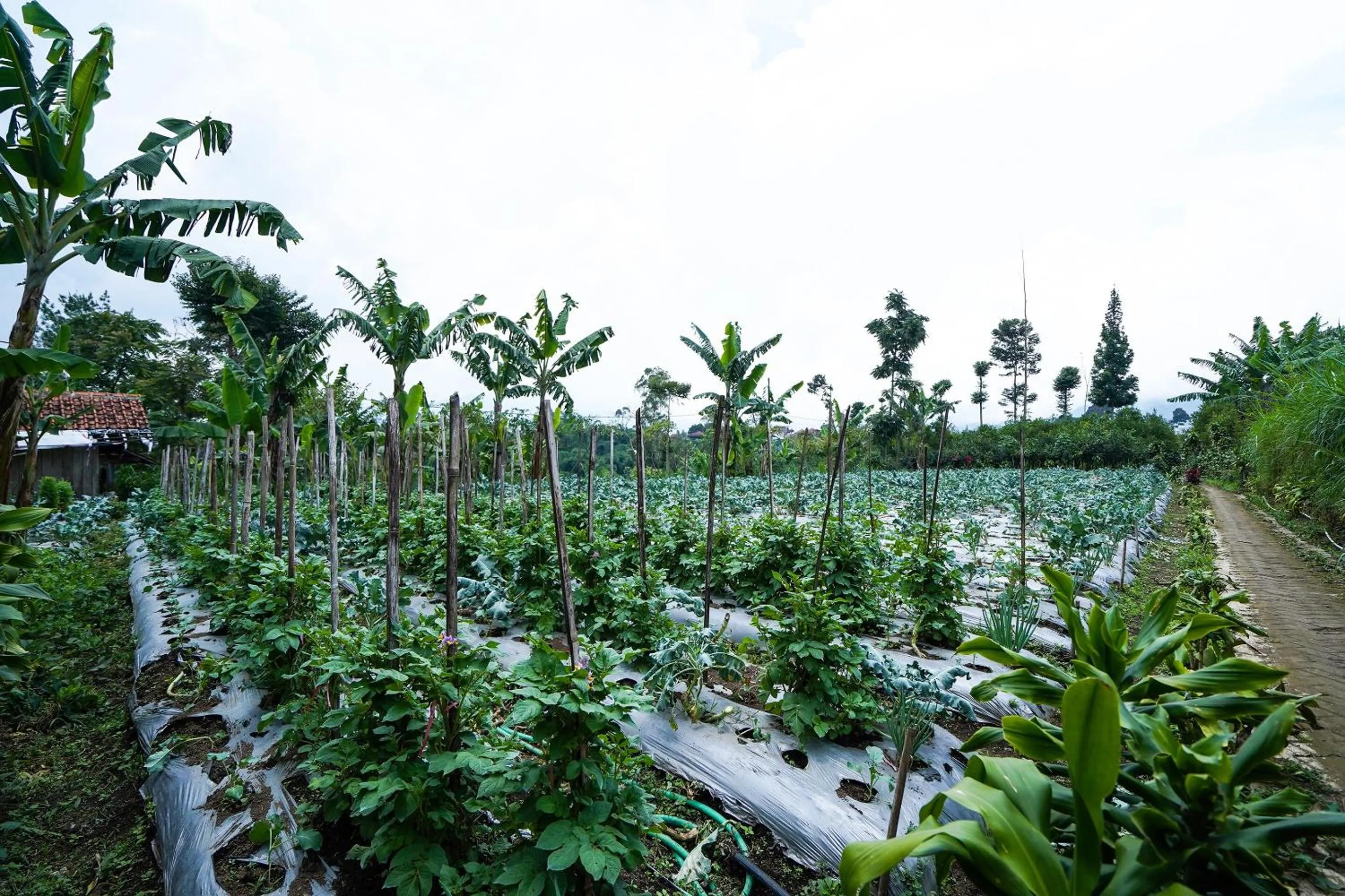 Other in OYO Homes 91006 Eco Tourism Desa Cibodas Areng 5 Syariah