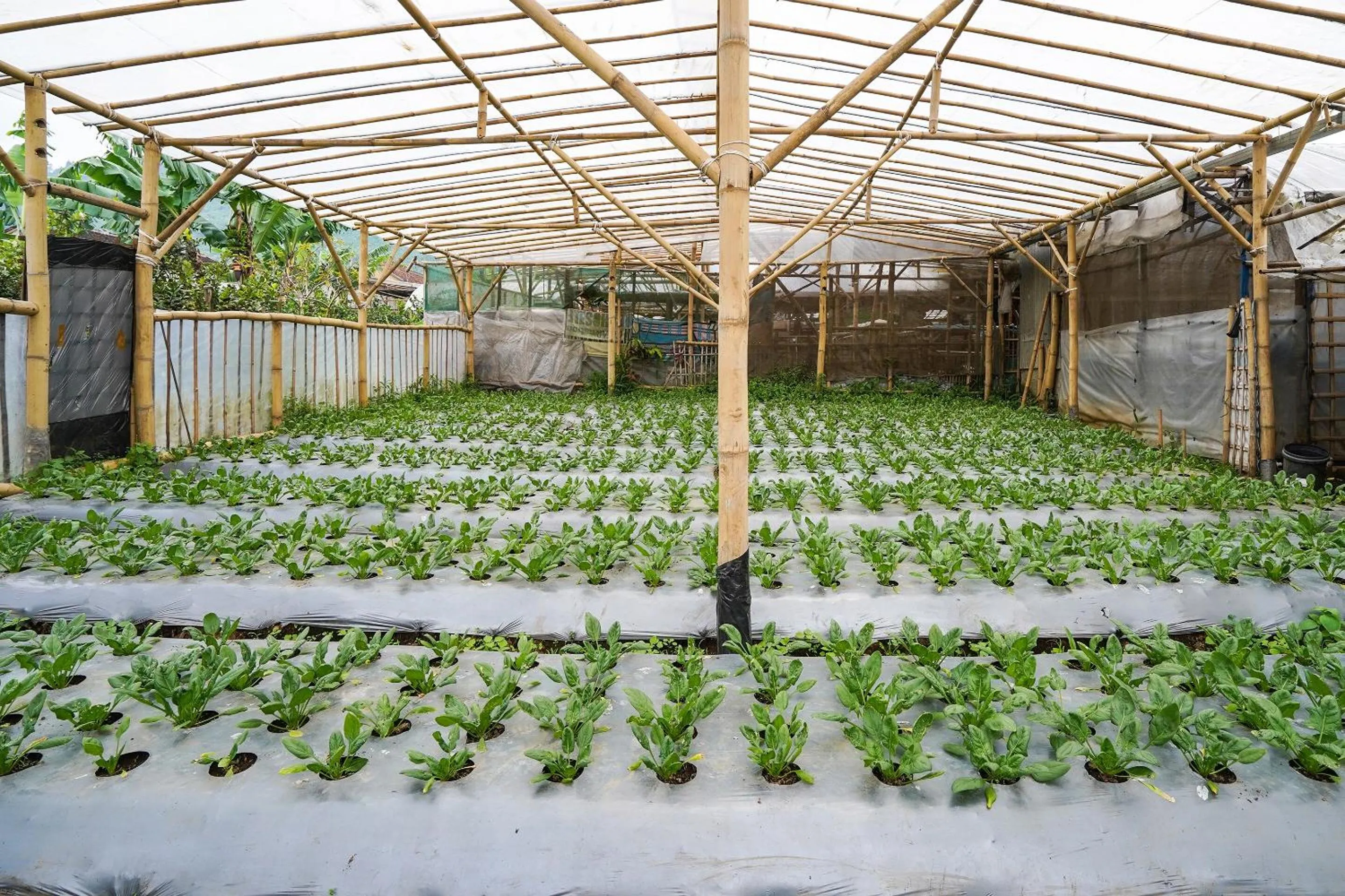 Other in OYO Homes 91006 Eco Tourism Desa Cibodas Areng 5 Syariah