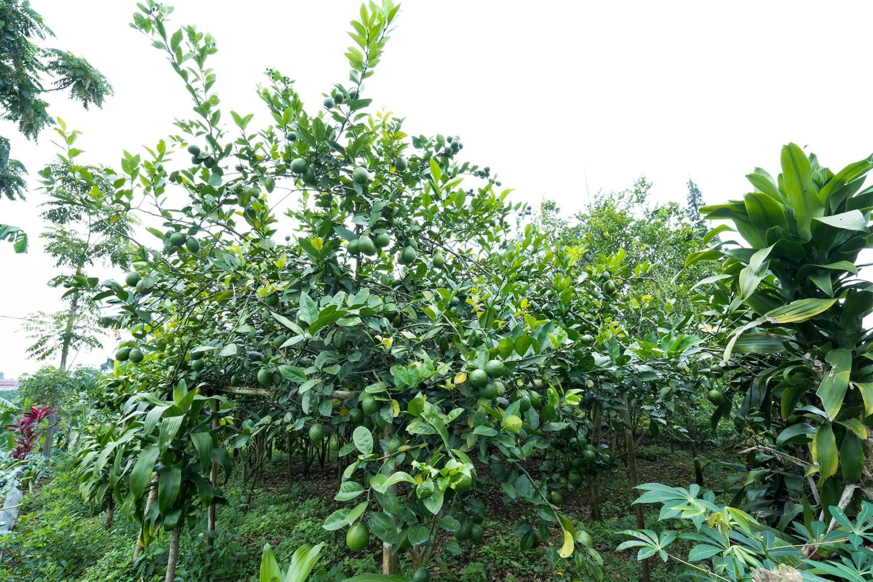 Other in OYO Homes 91006 Eco Tourism Desa Cibodas Areng 5 Syariah