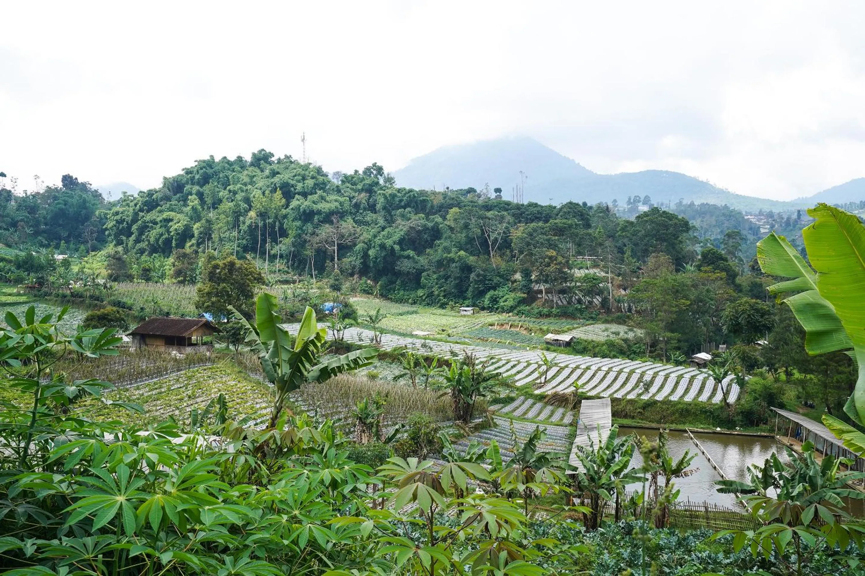 Other in OYO Homes 91006 Eco Tourism Desa Cibodas Areng 5 Syariah