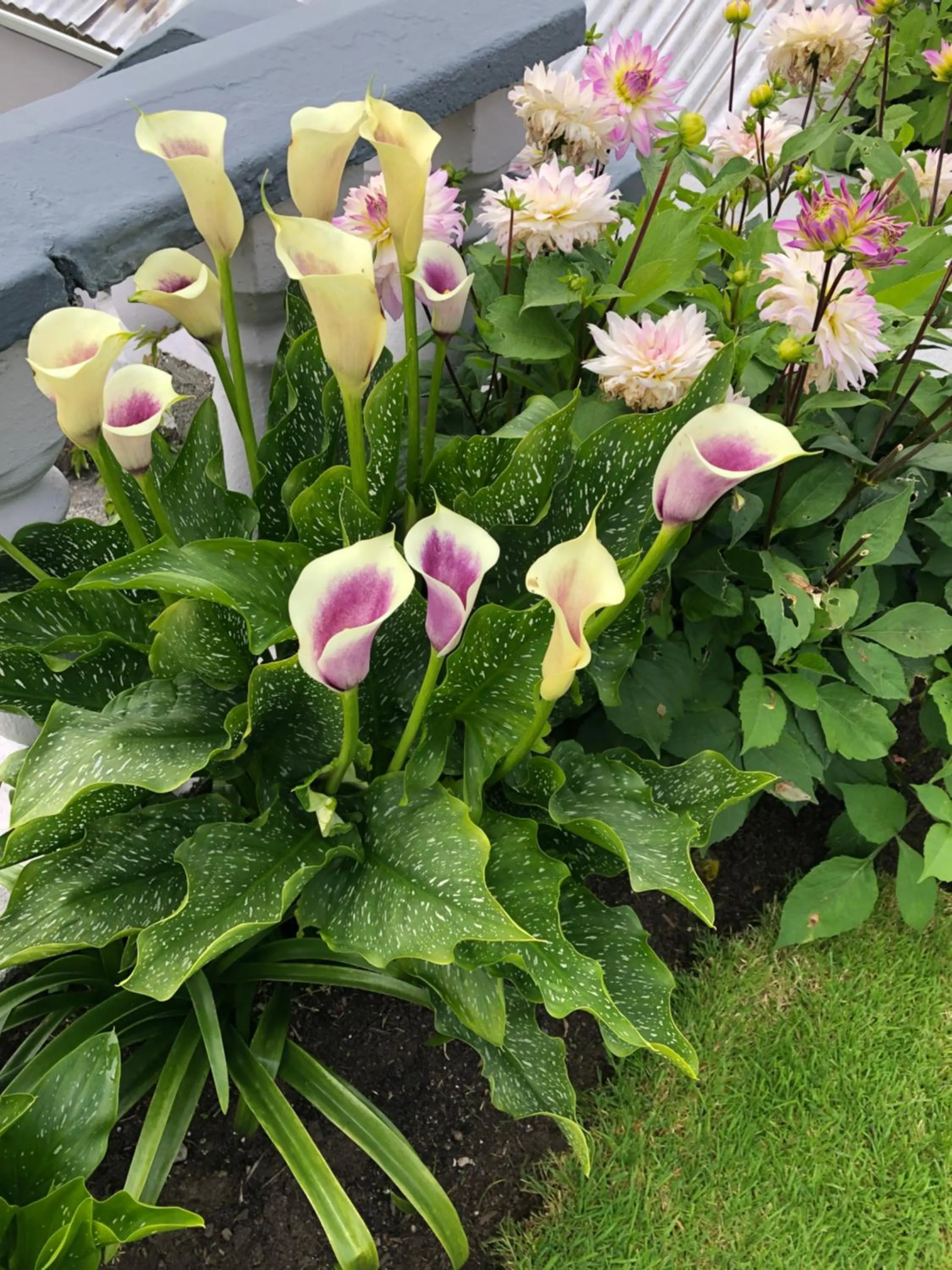 Garden in Seacrest B&B