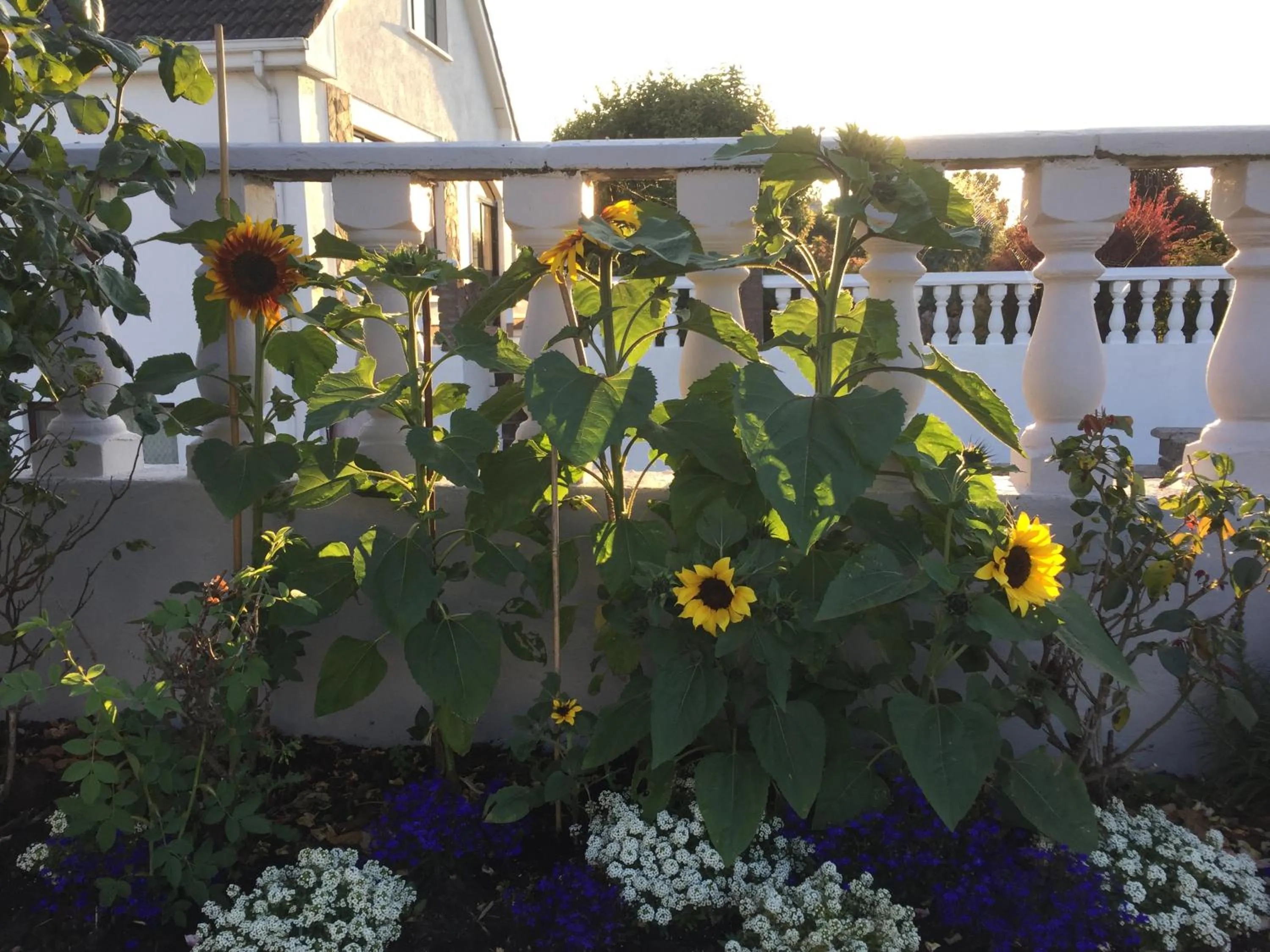 Garden in Seacrest B&B