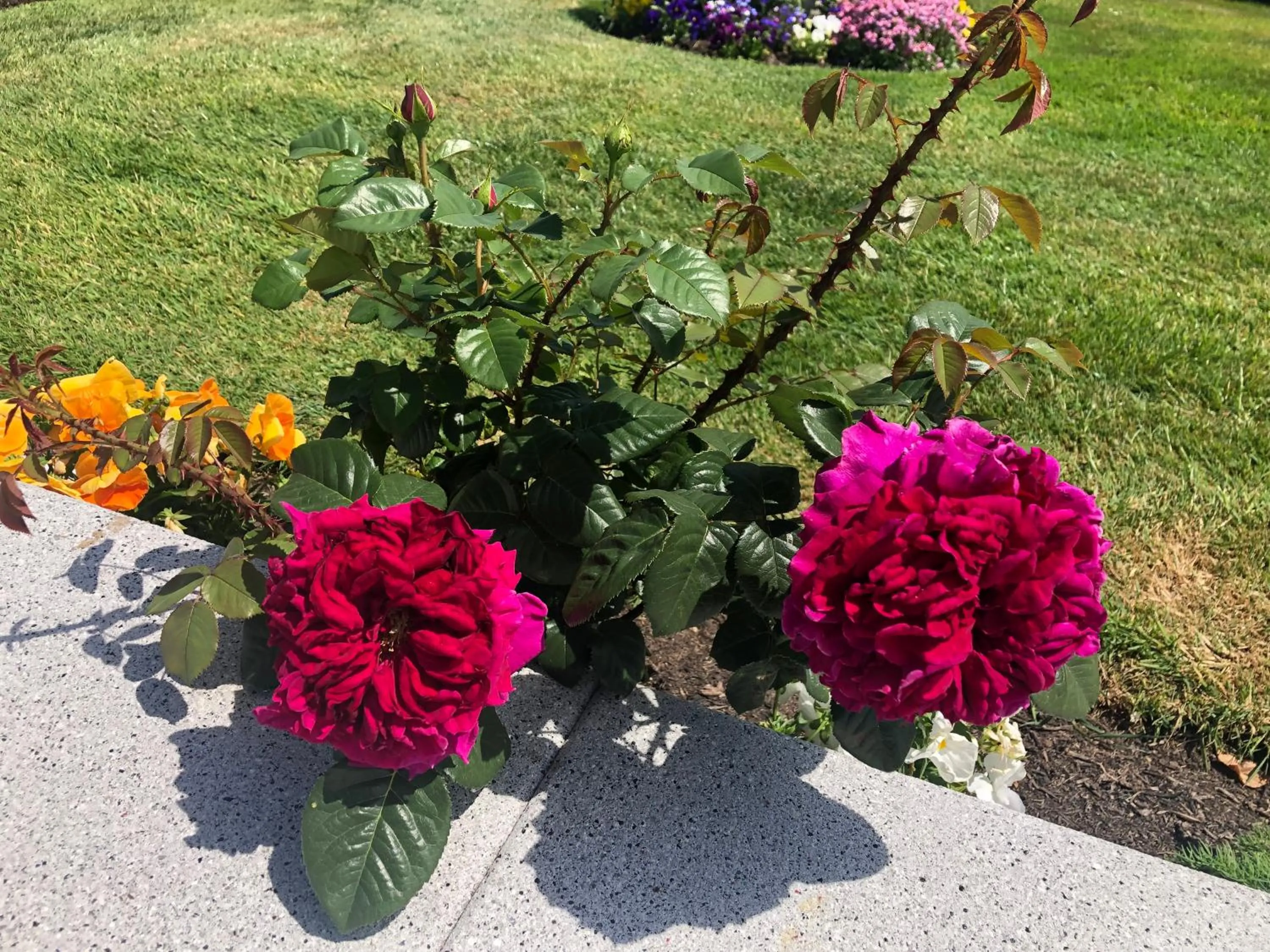 Garden view in Seacrest B&B