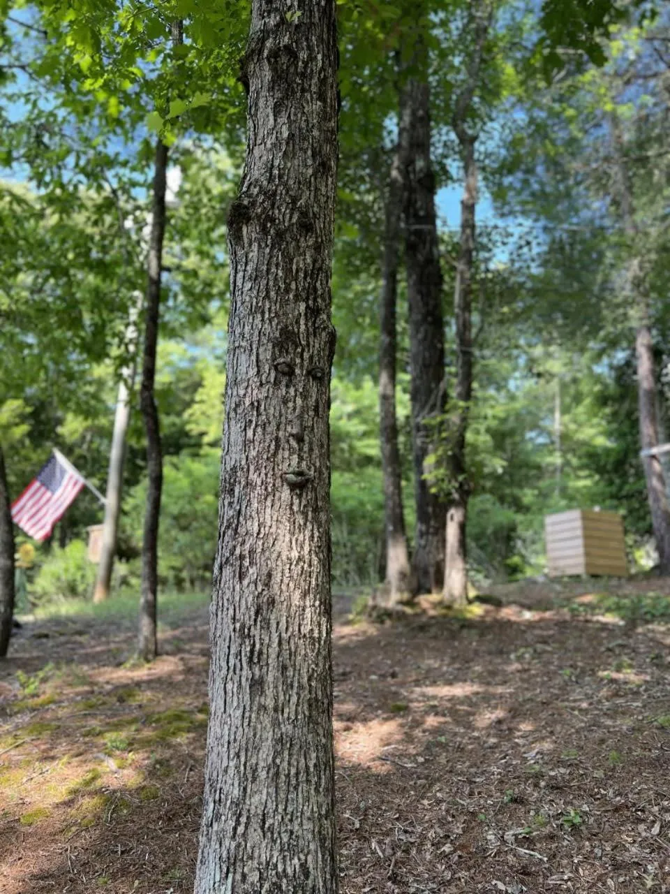 Log Cabin with Mountain View and Privacy