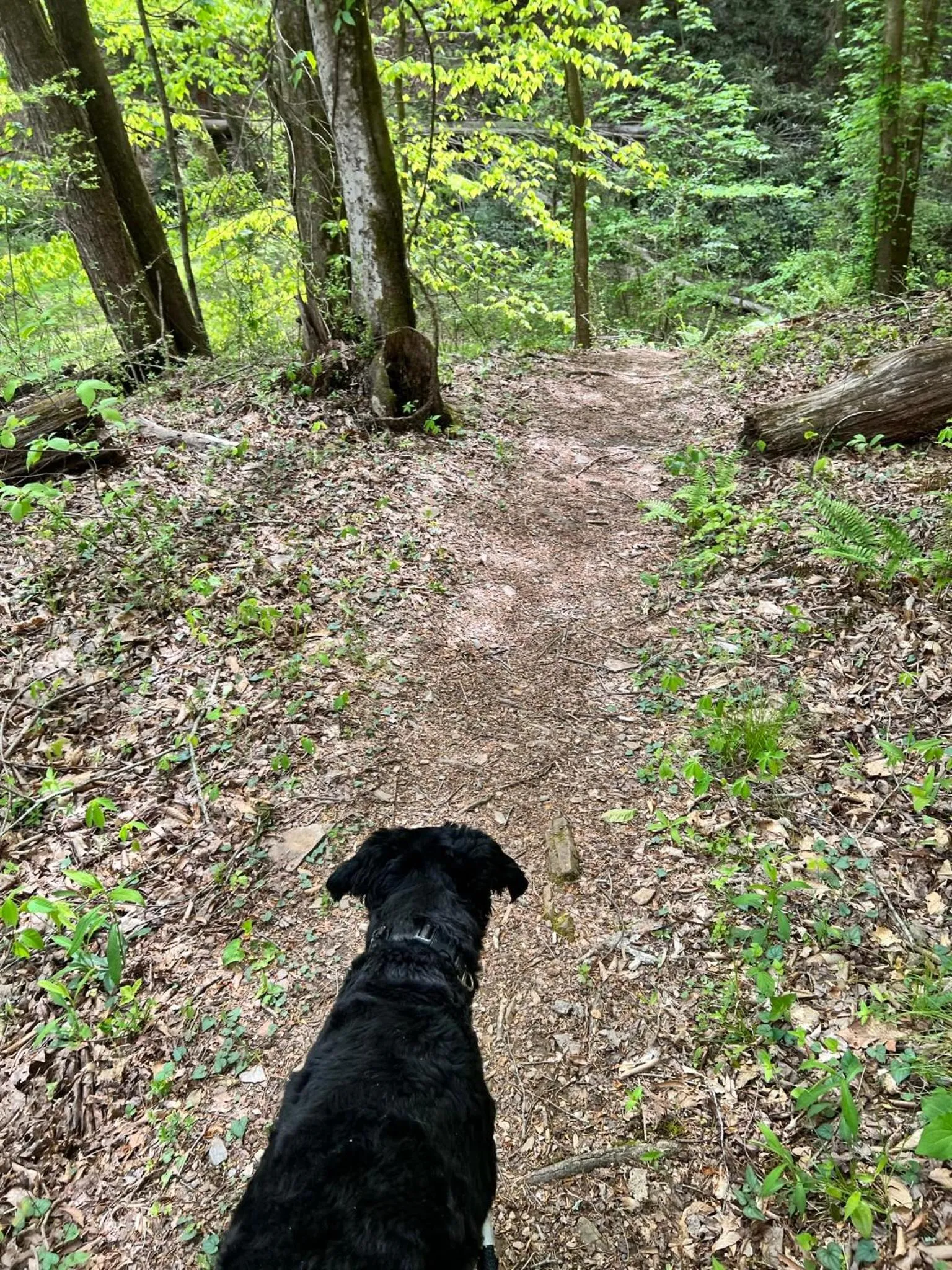 Log Cabin with Mountain View and Privacy