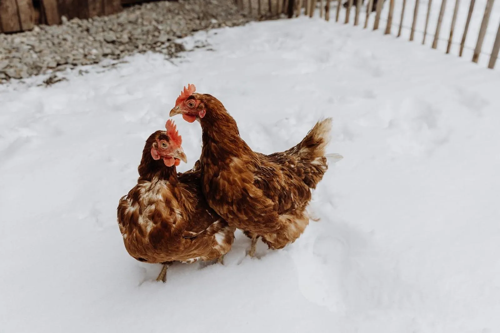Animals in Biohof Ebengut