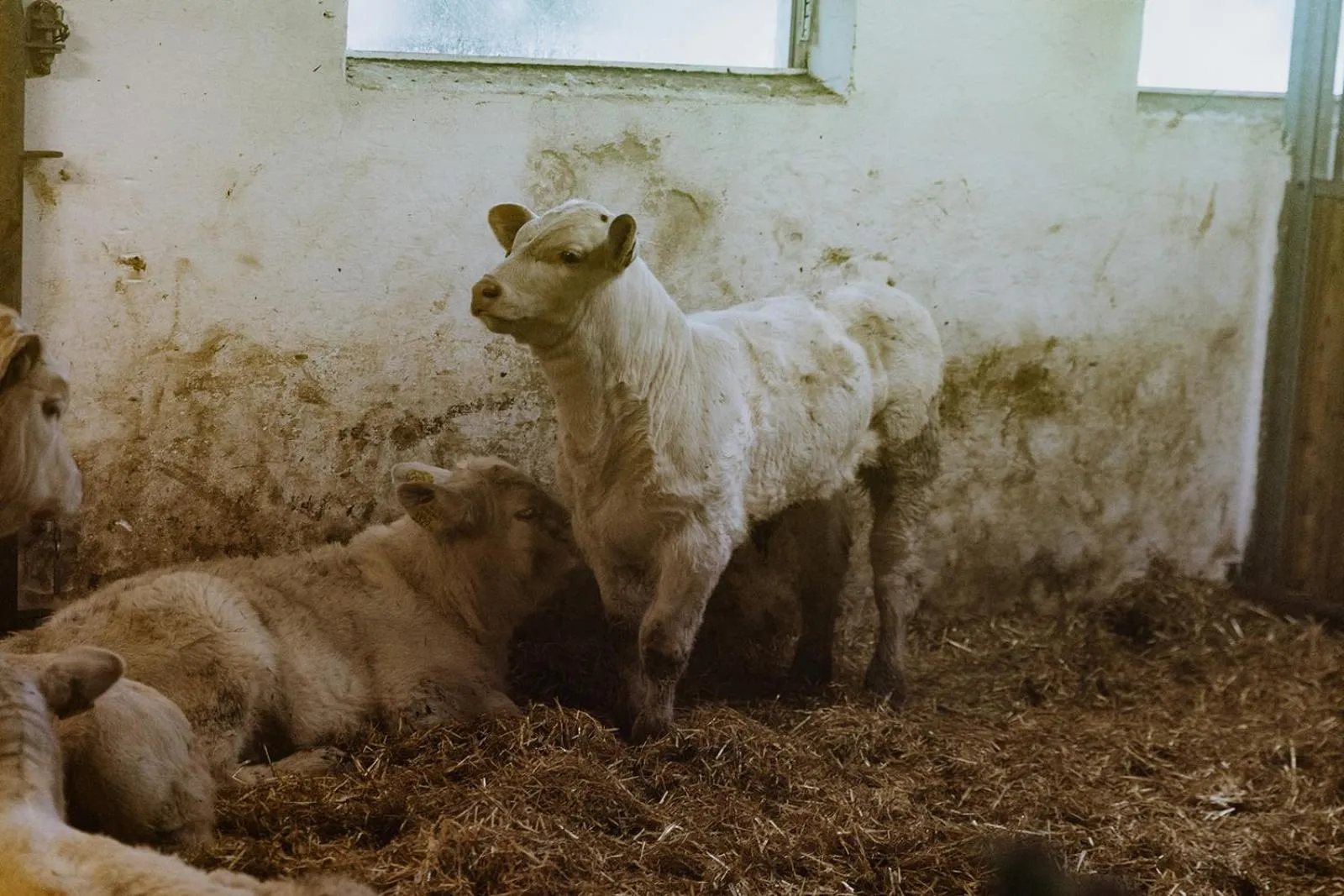 Animals in Biohof Ebengut