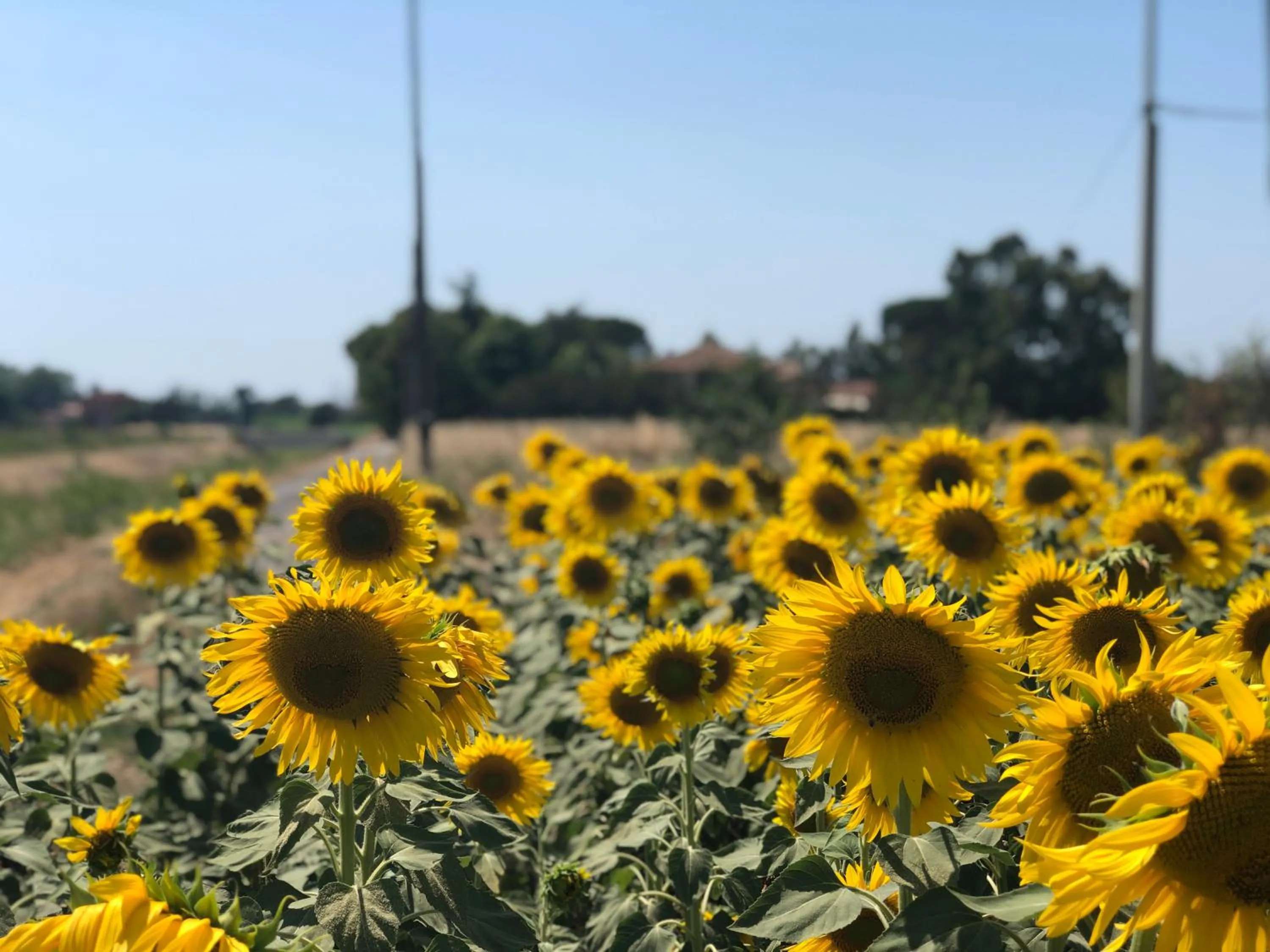 Natural landscape in Airone Pisa Hotel Ristorante