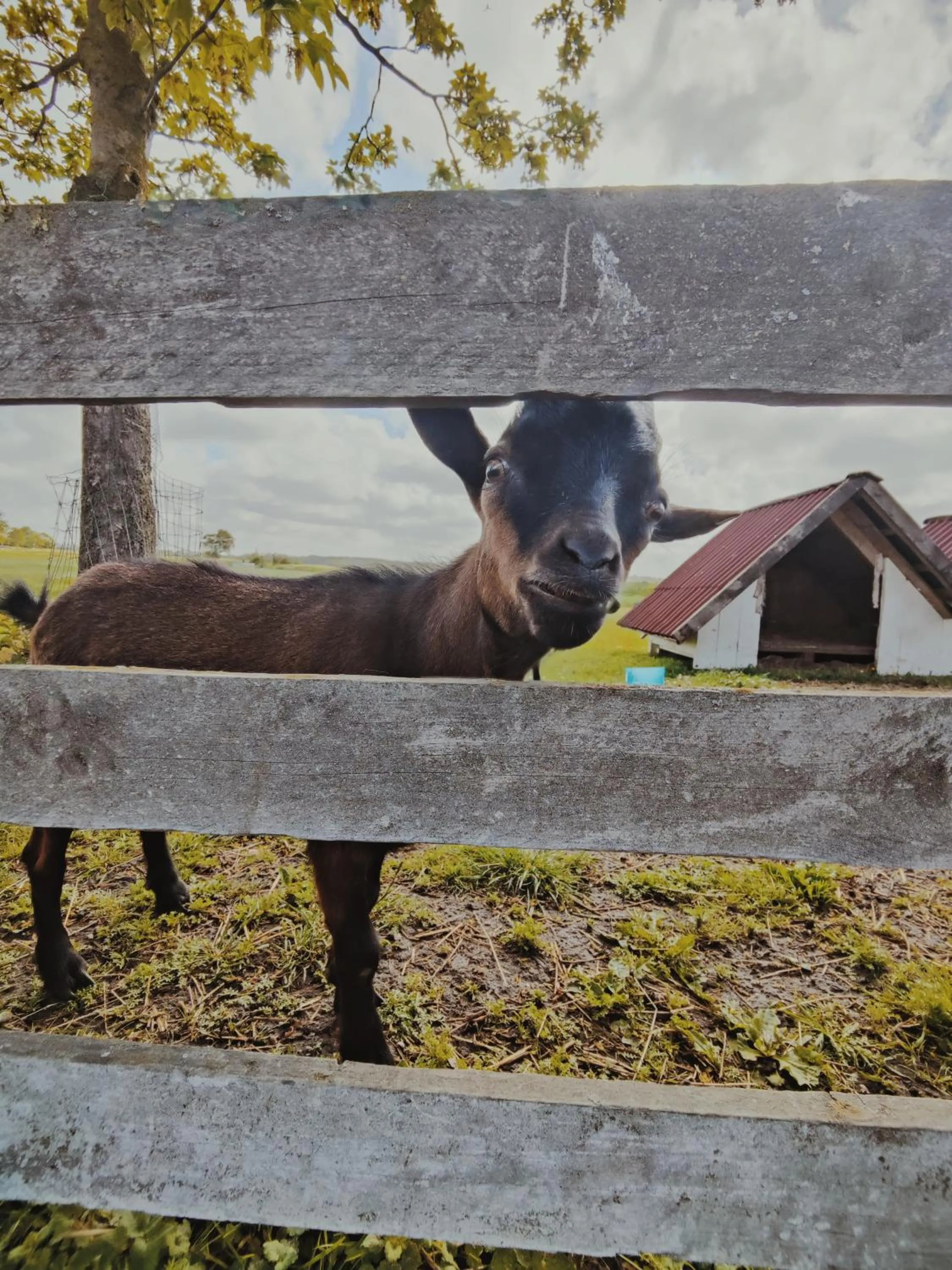 Animals in B&B Wijdzicht