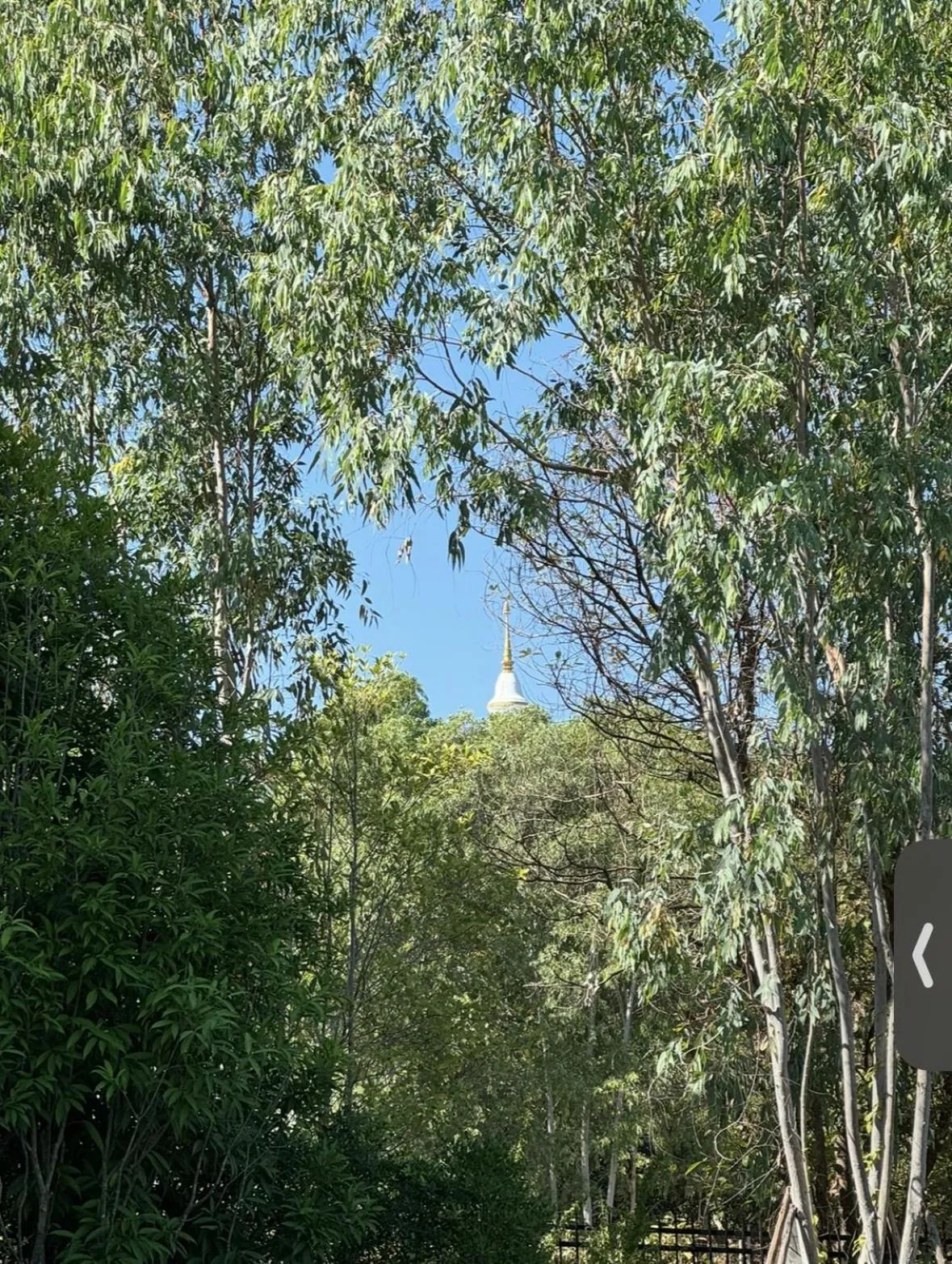 Spring in Sela Chiangmai