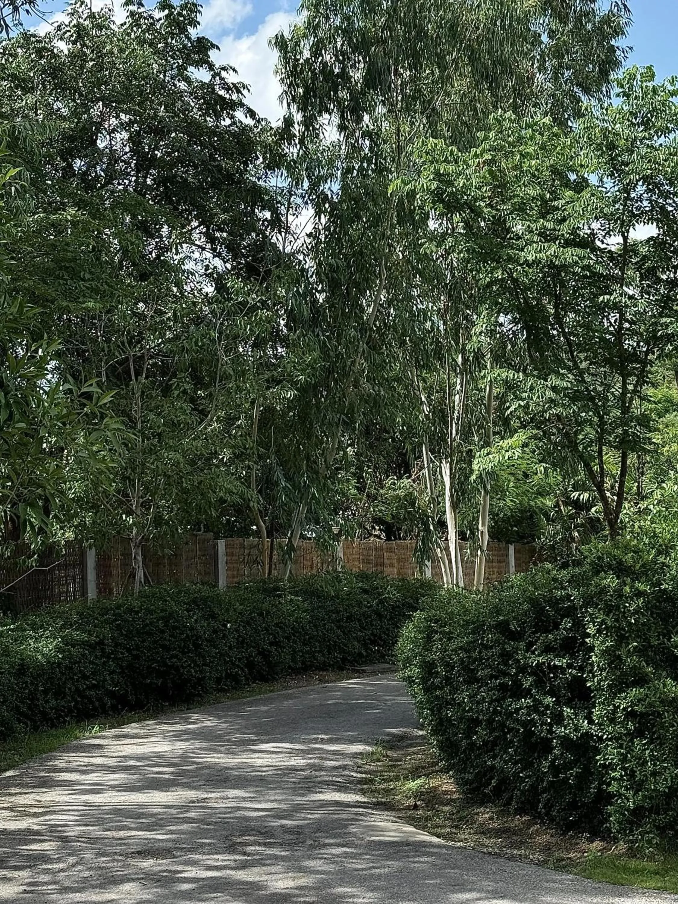 Spring in Sela Chiangmai