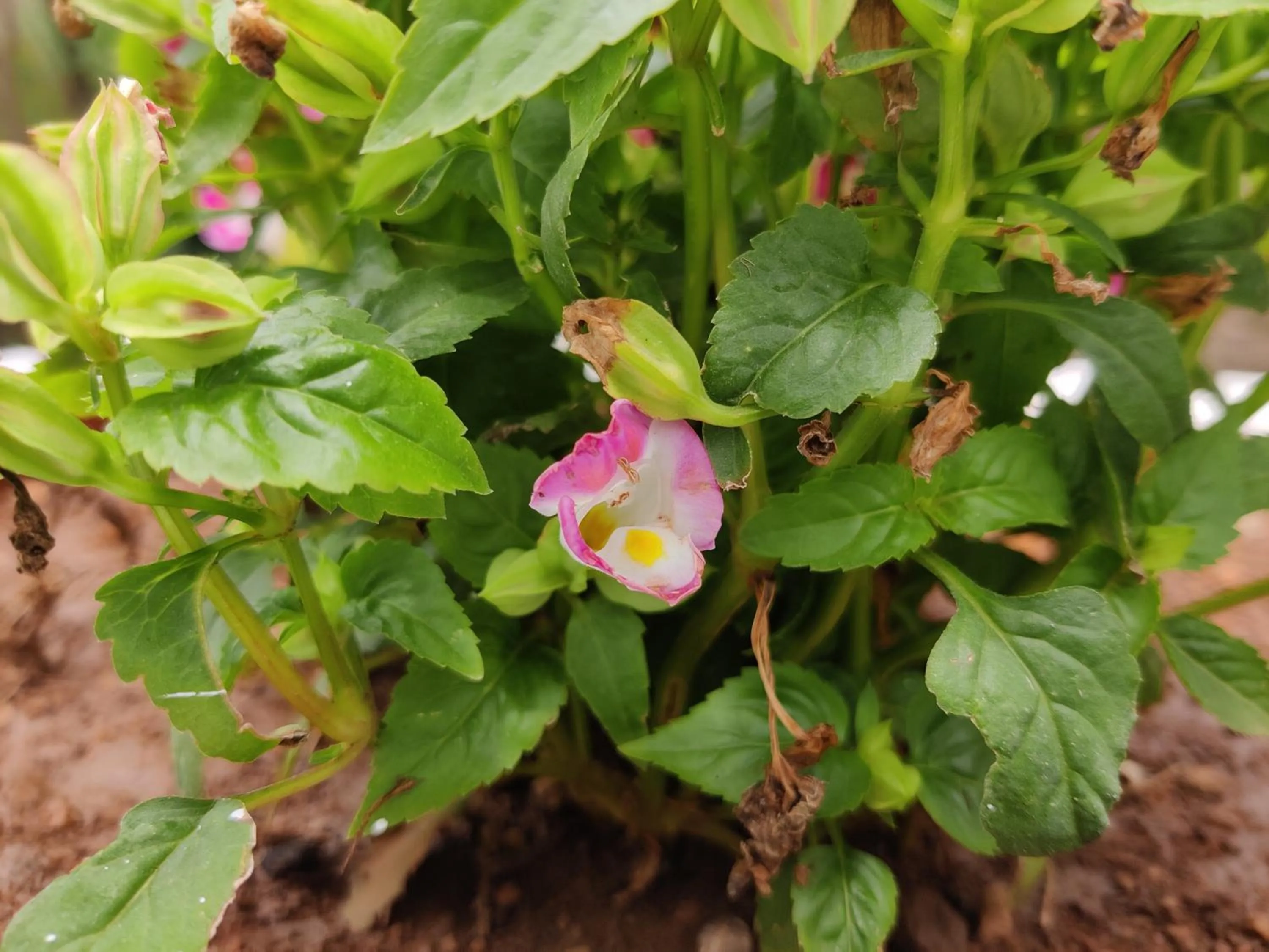 Garden in Bhavan Resorts