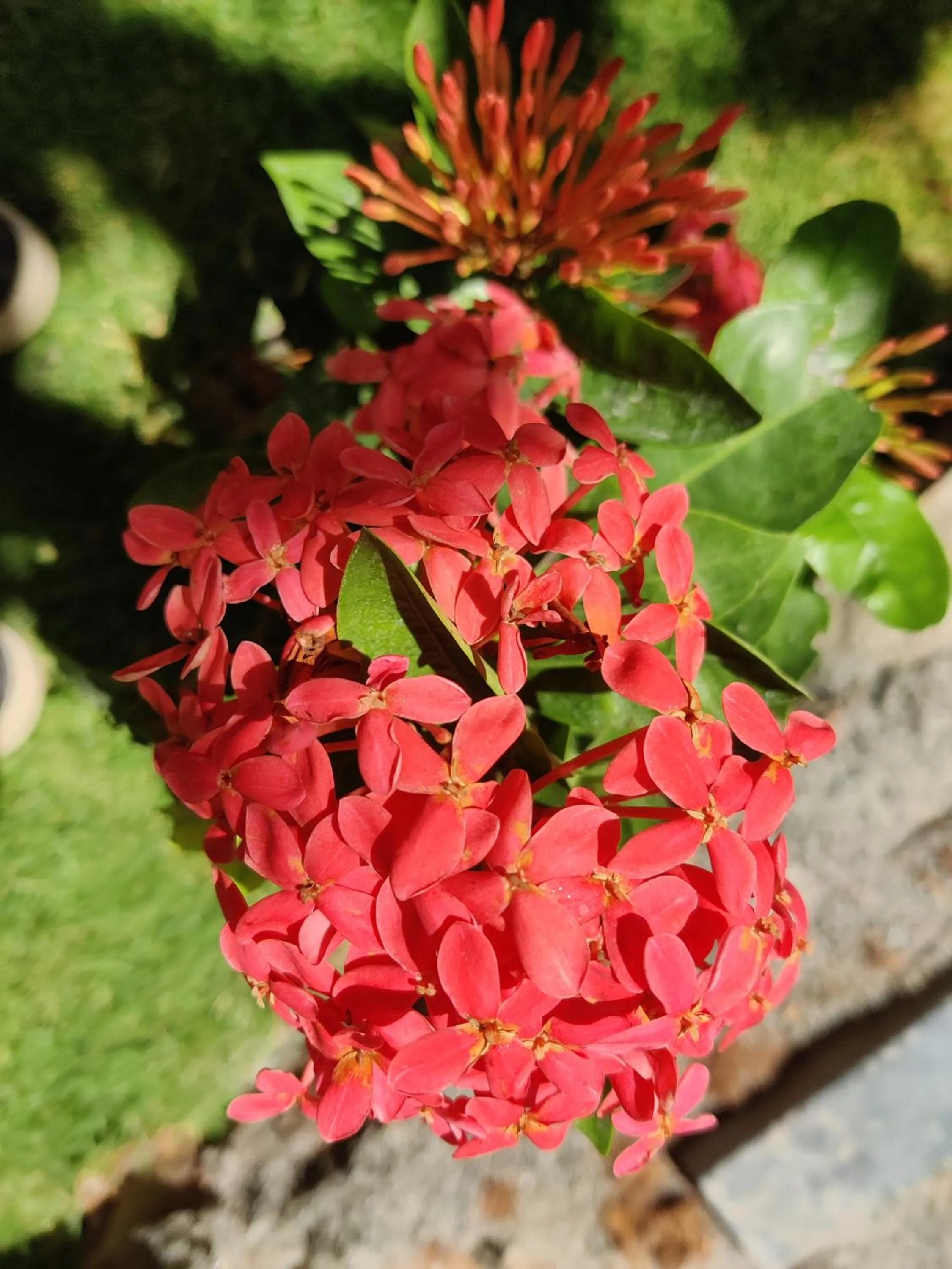 Garden in Bhavan Resorts