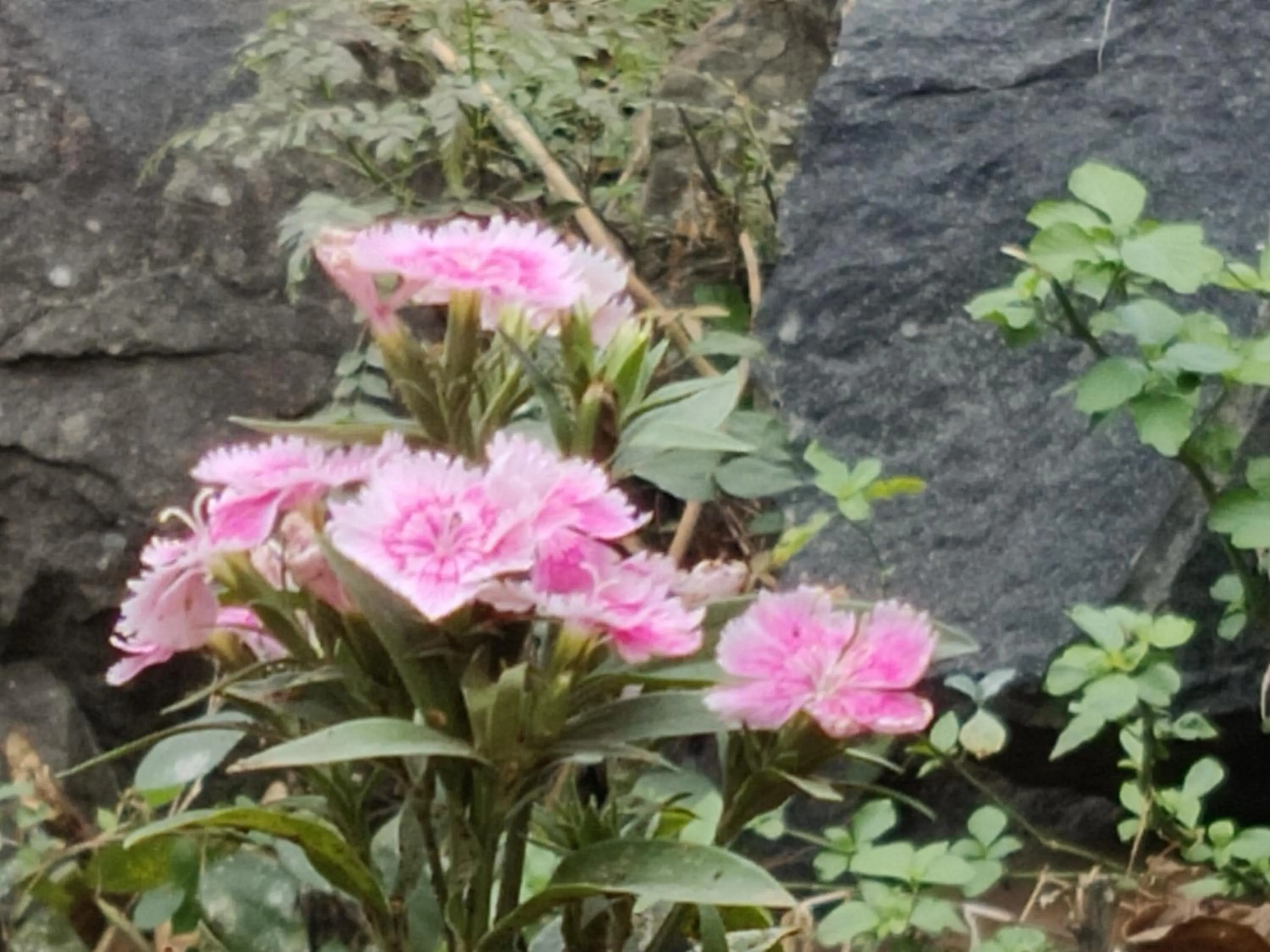 Garden in Bhavan Resorts