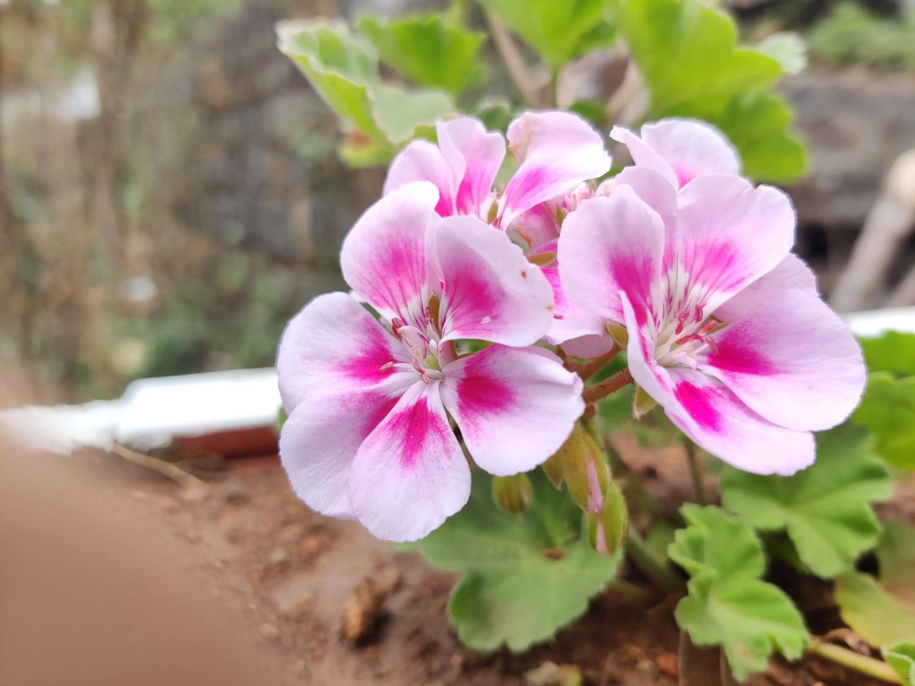 Garden in Bhavan Resorts