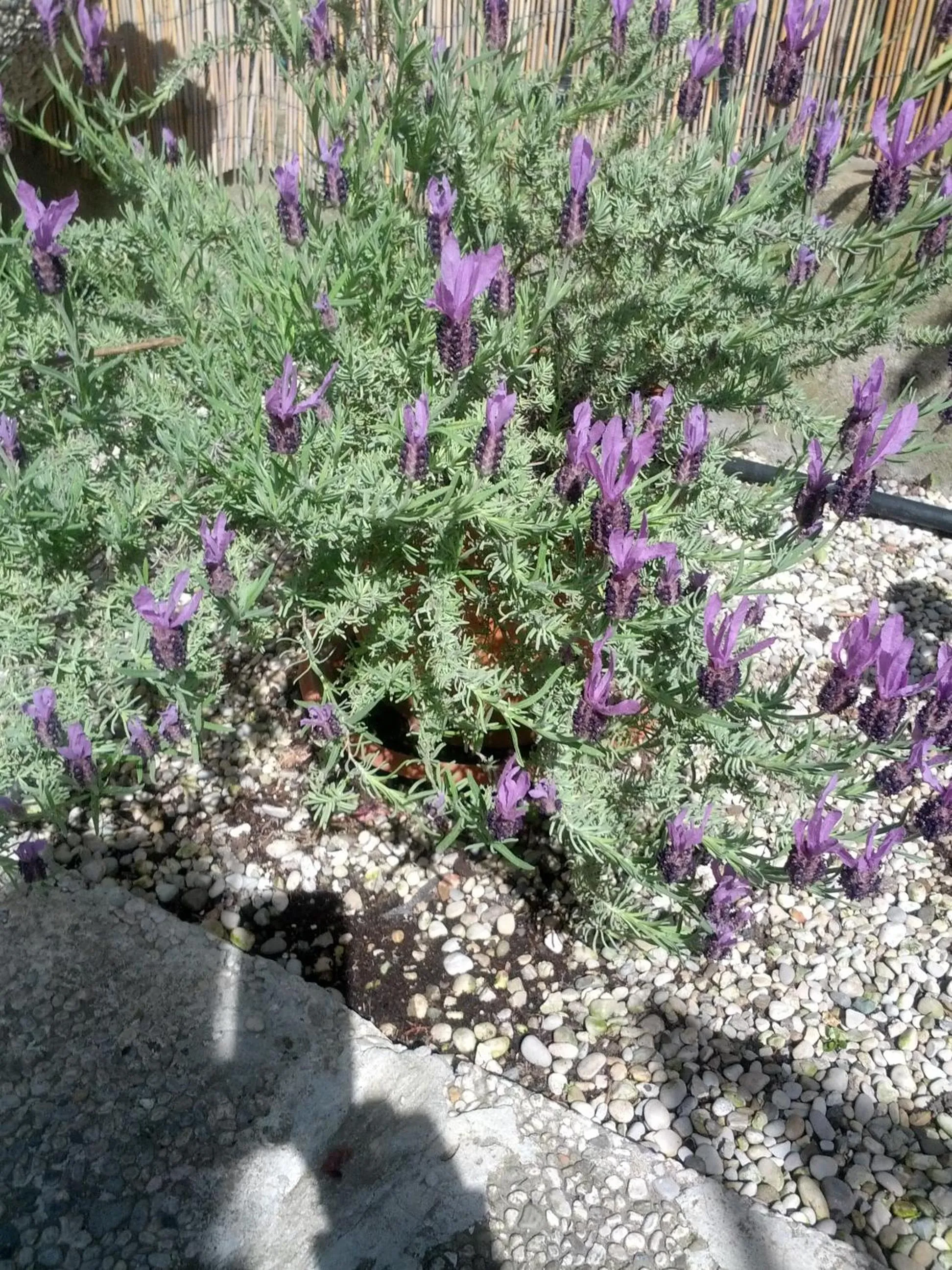 Spring in Hotel Villa Tiziana