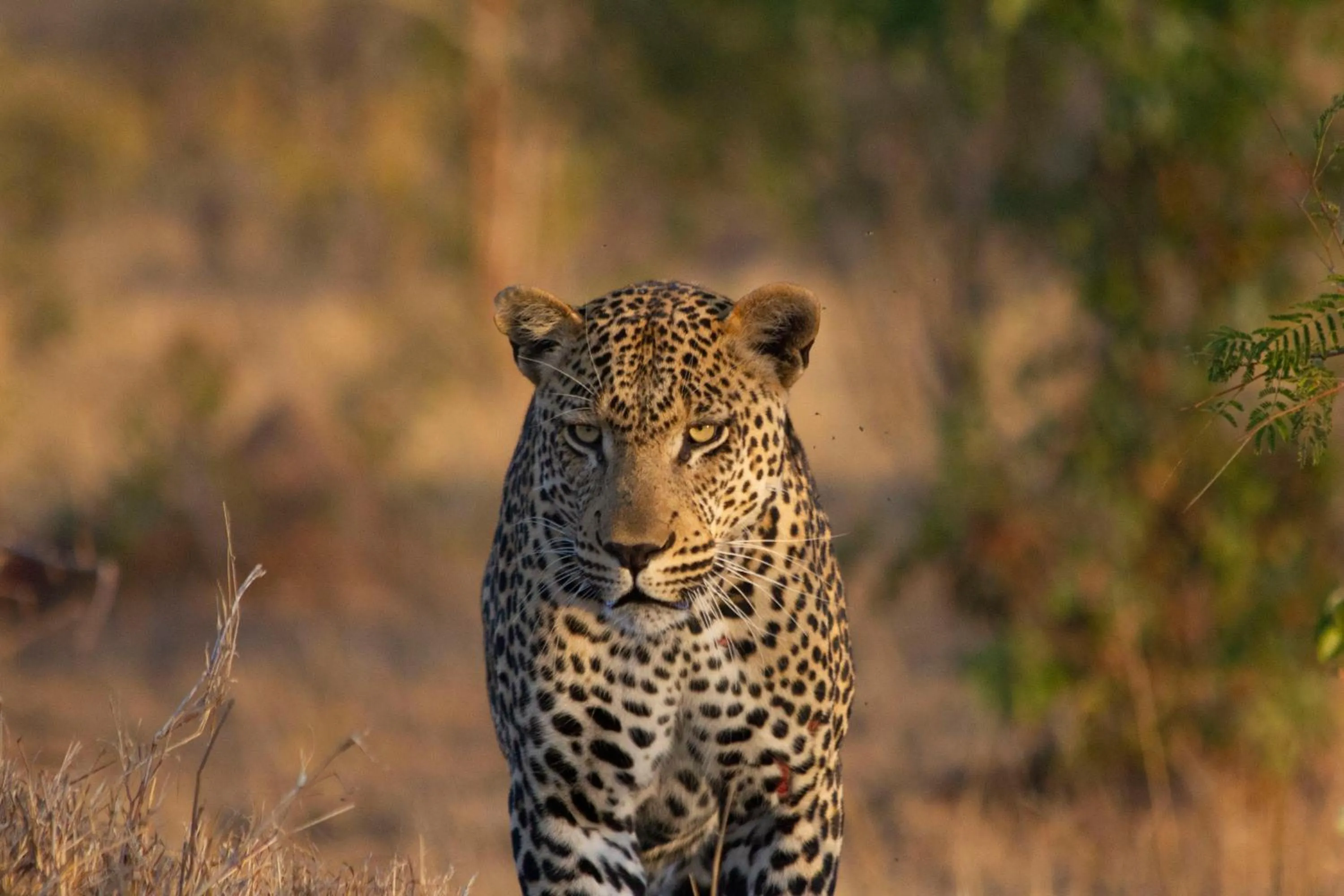 Animals in Simbavati Waterside