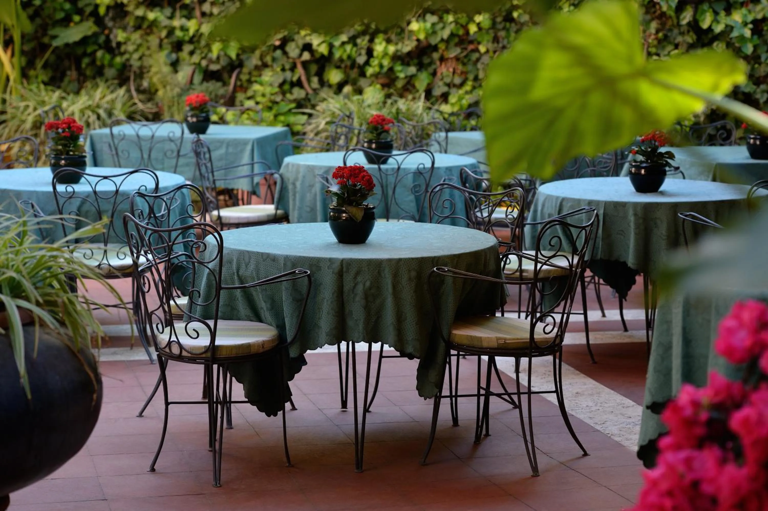 Garden in Hotel Giulio Cesare