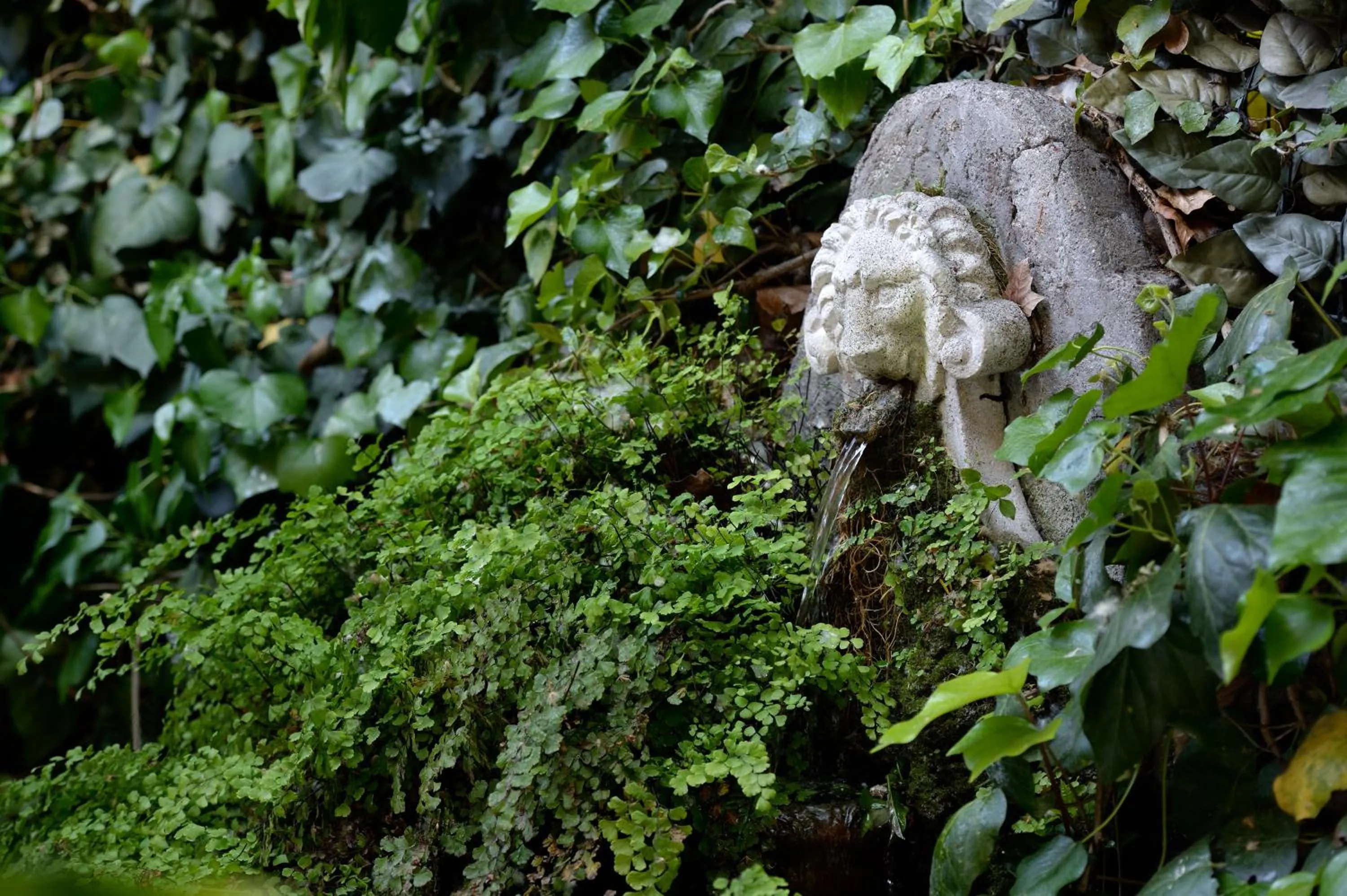 Garden, Other Animals in Hotel Giulio Cesare