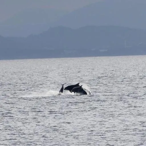 Day in Torcroft Lodges