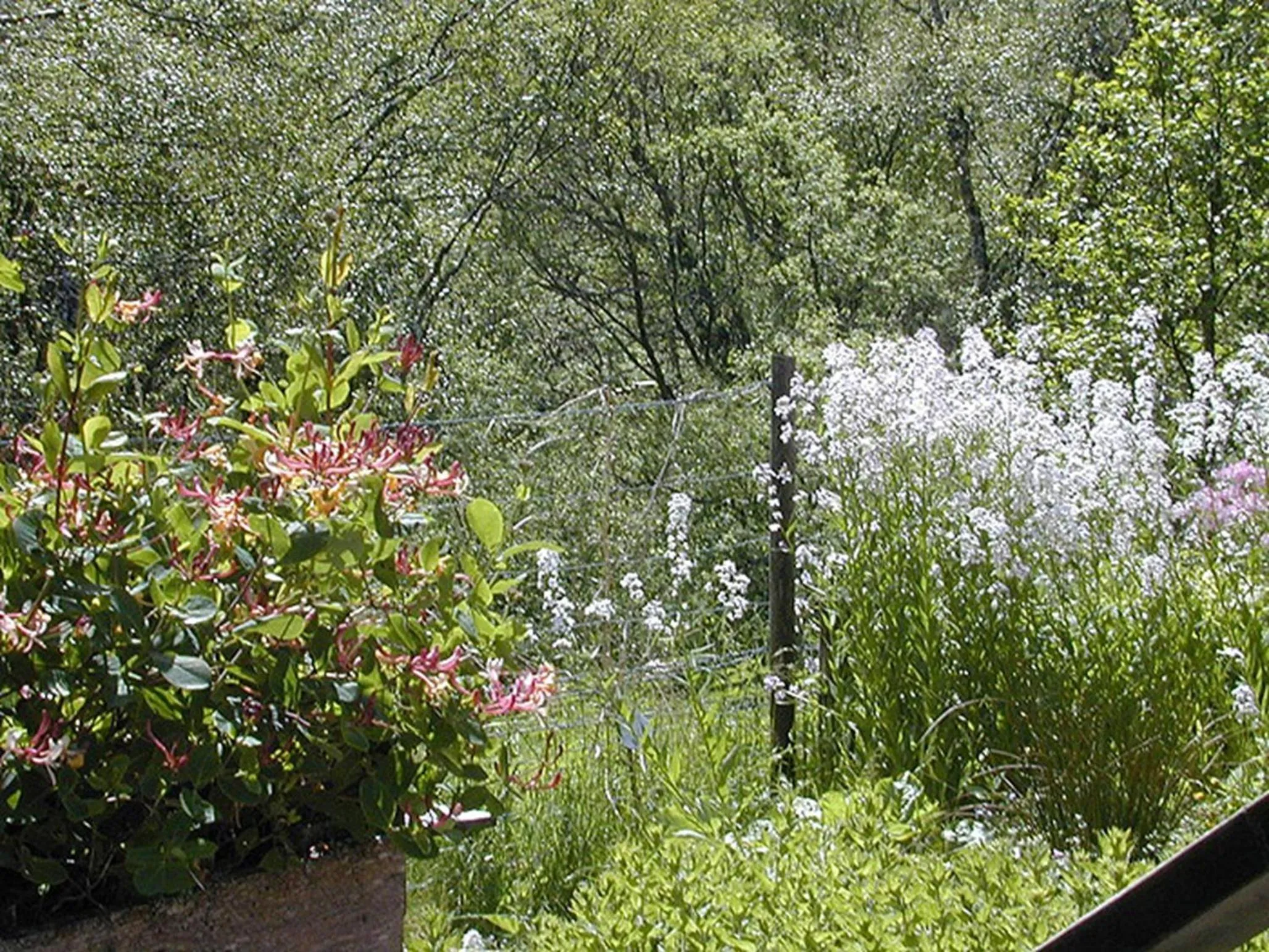 Garden in Torcroft Lodges