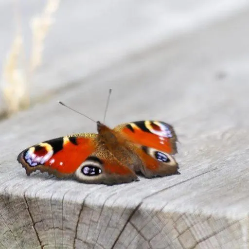 Animals in Torcroft Lodges