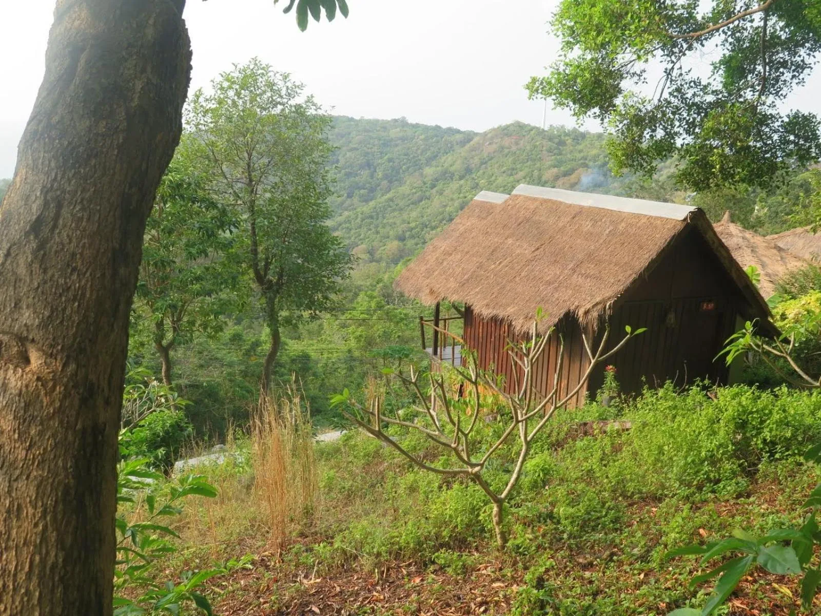 Neighbourhood in Tree House Bungalows Koh Tao