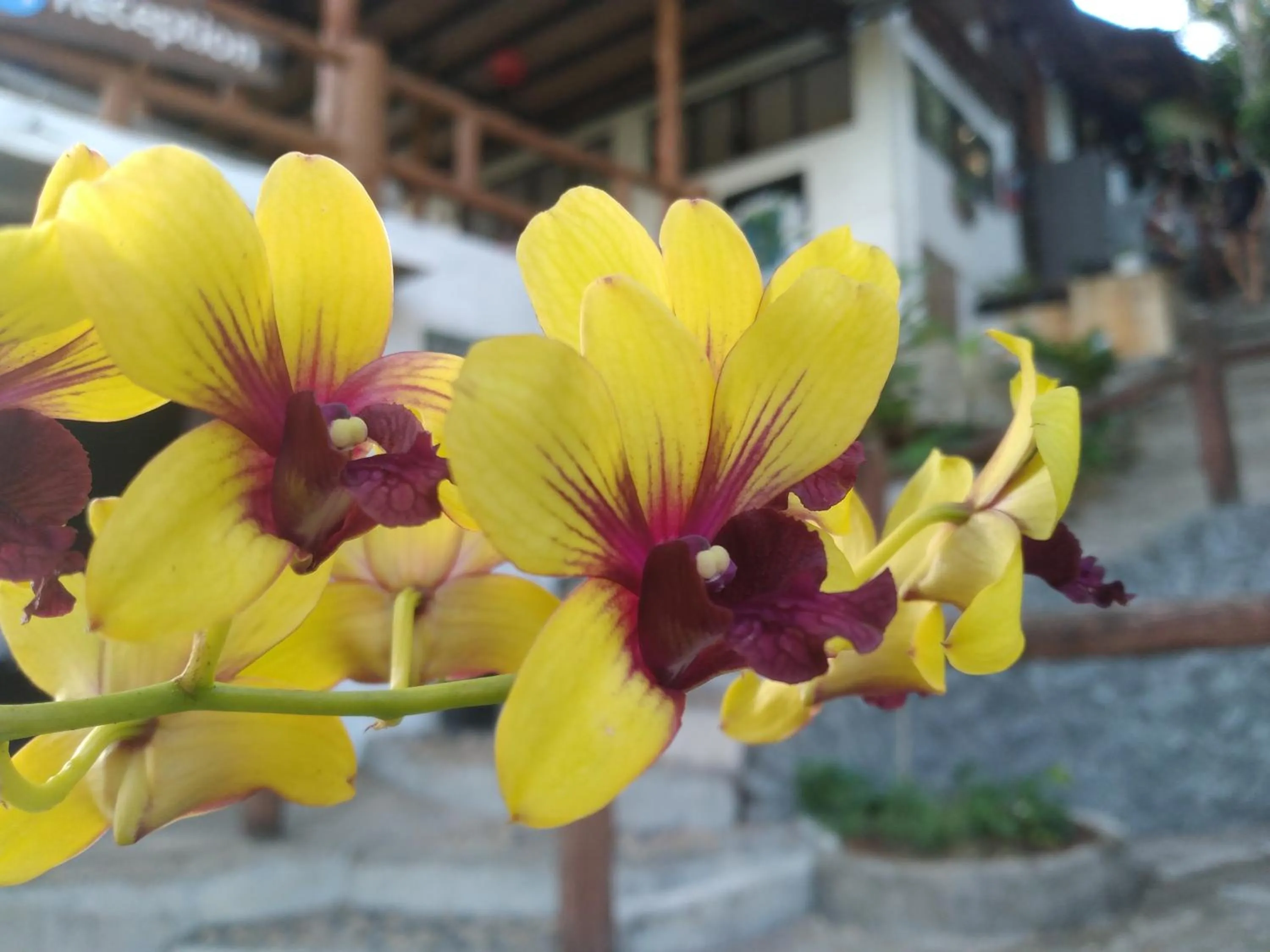 Property building in Tree House Bungalows Koh Tao