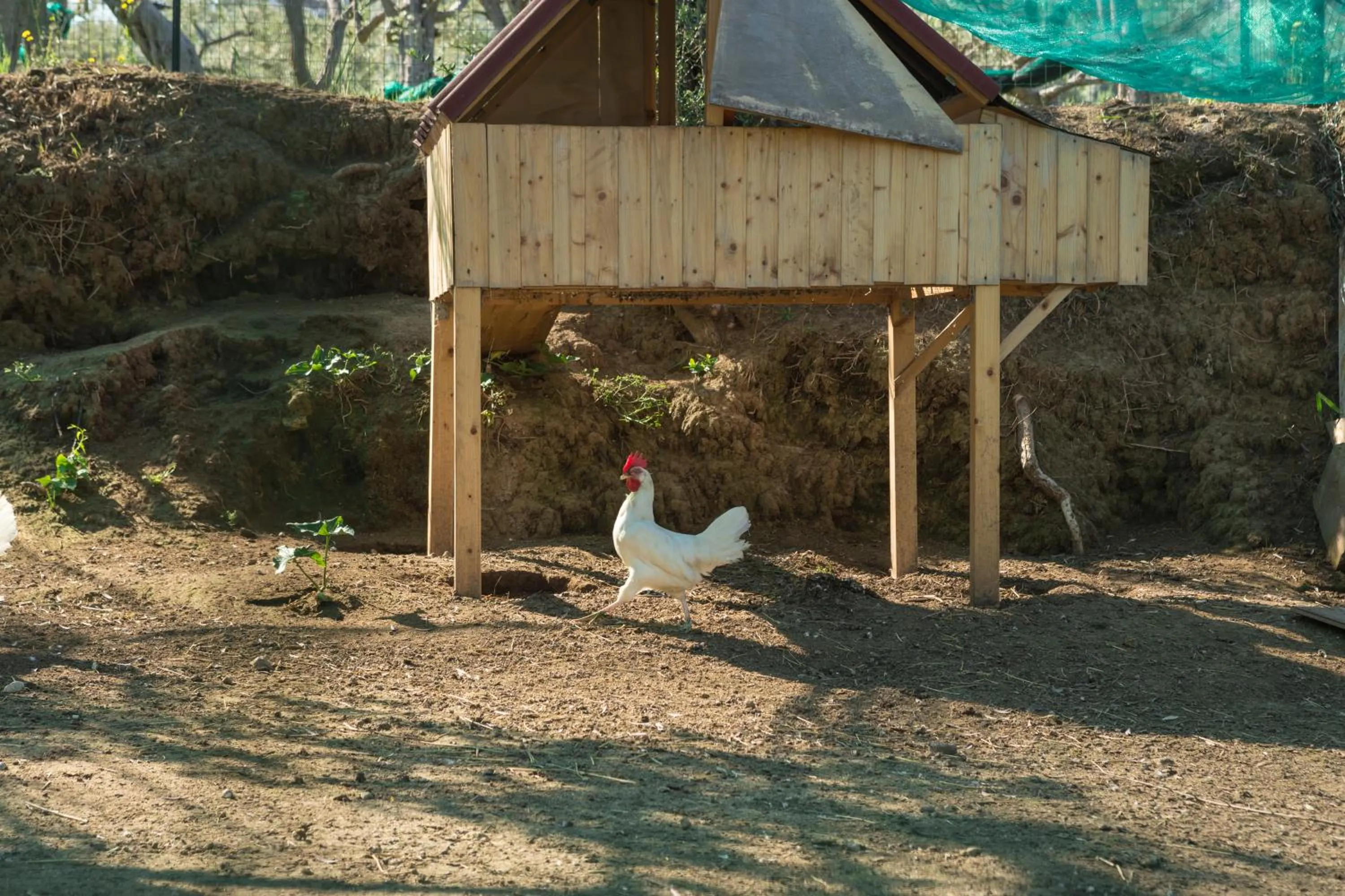 Pets in Relais Regina Giovanna