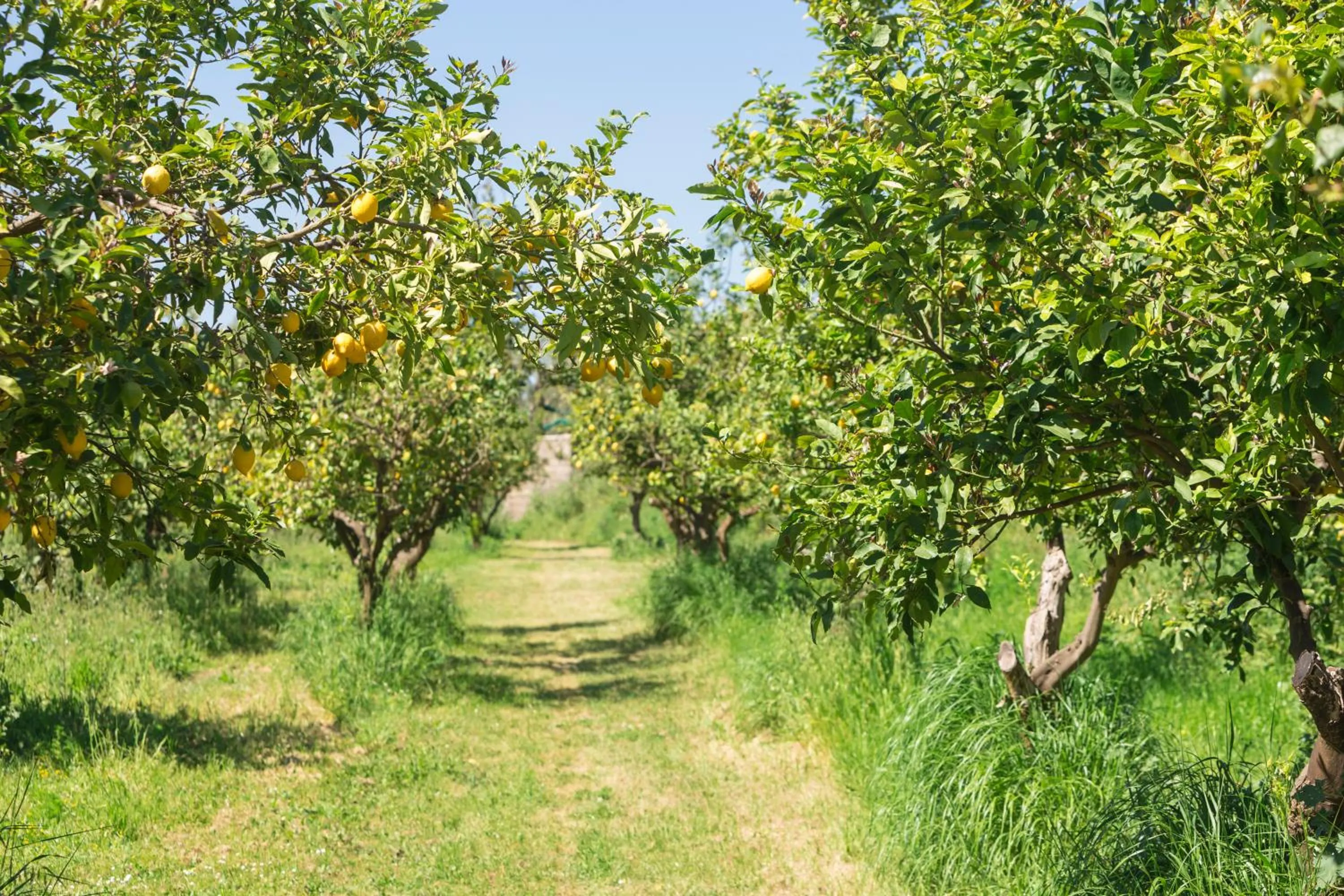 Garden in Relais Regina Giovanna