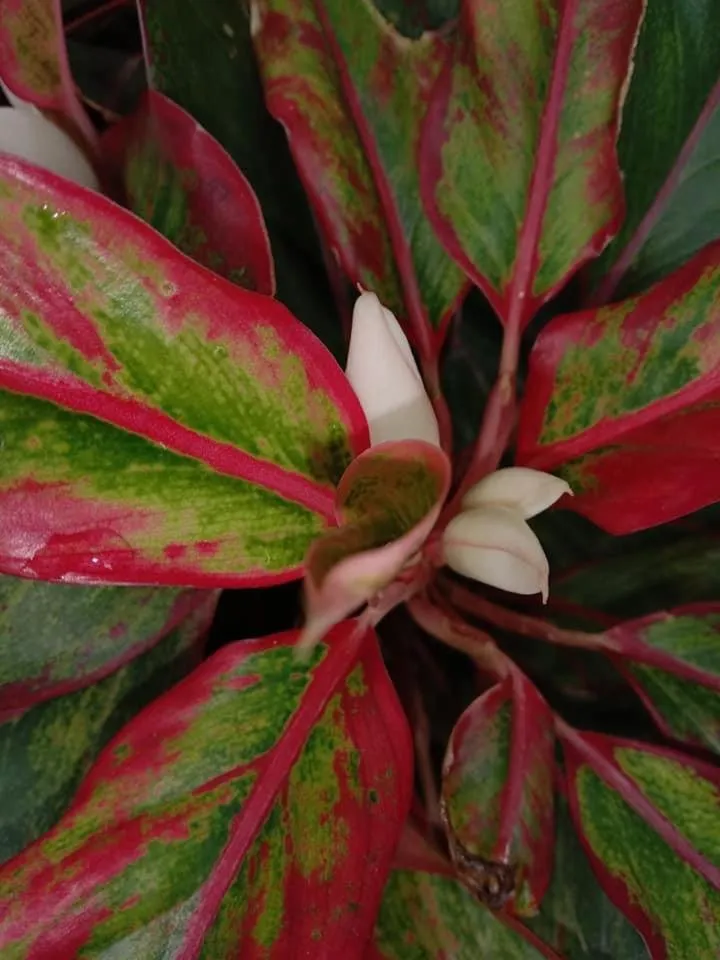 Garden in Green Garden Bungalows