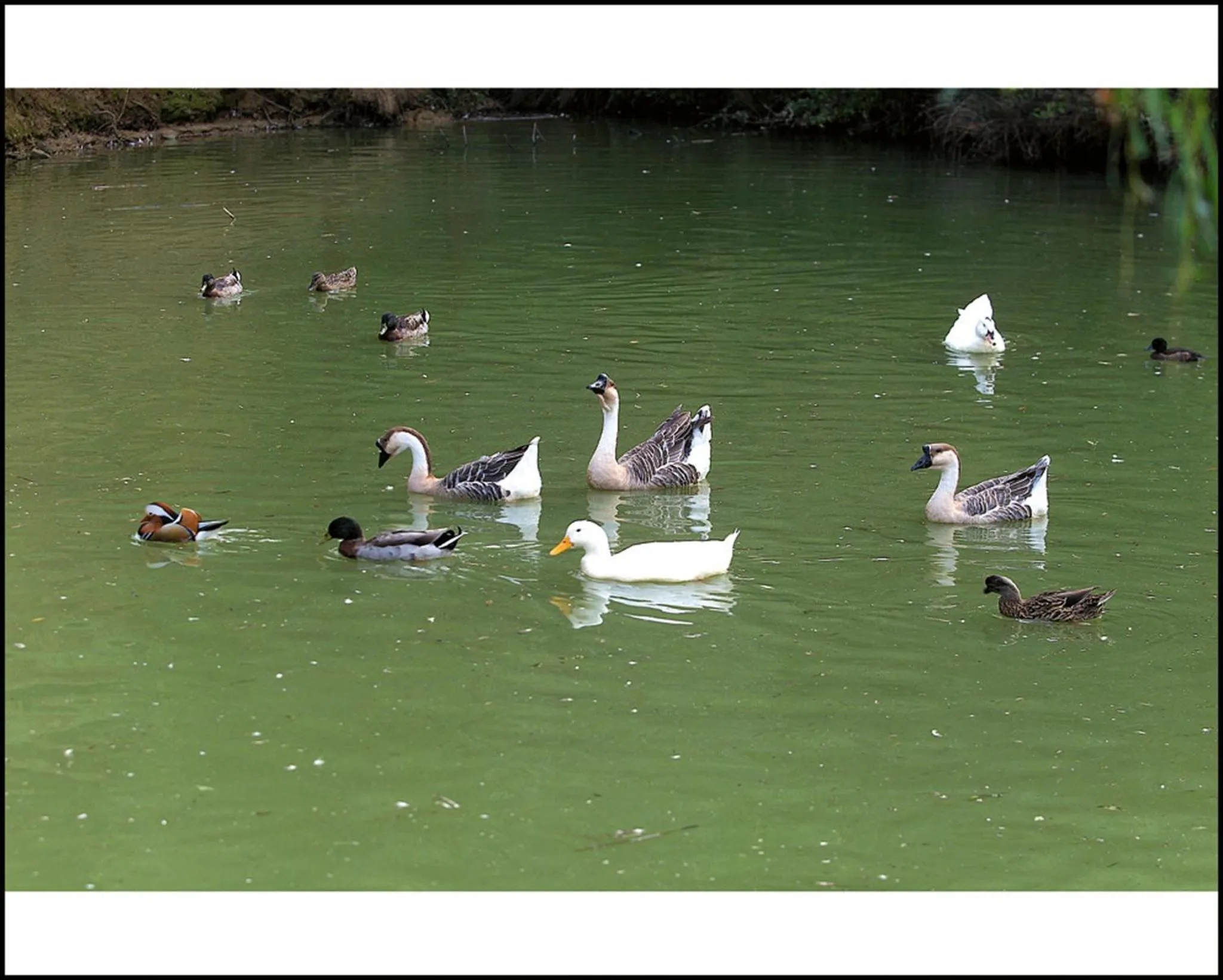 Garden in Il Poggio degli Olivi